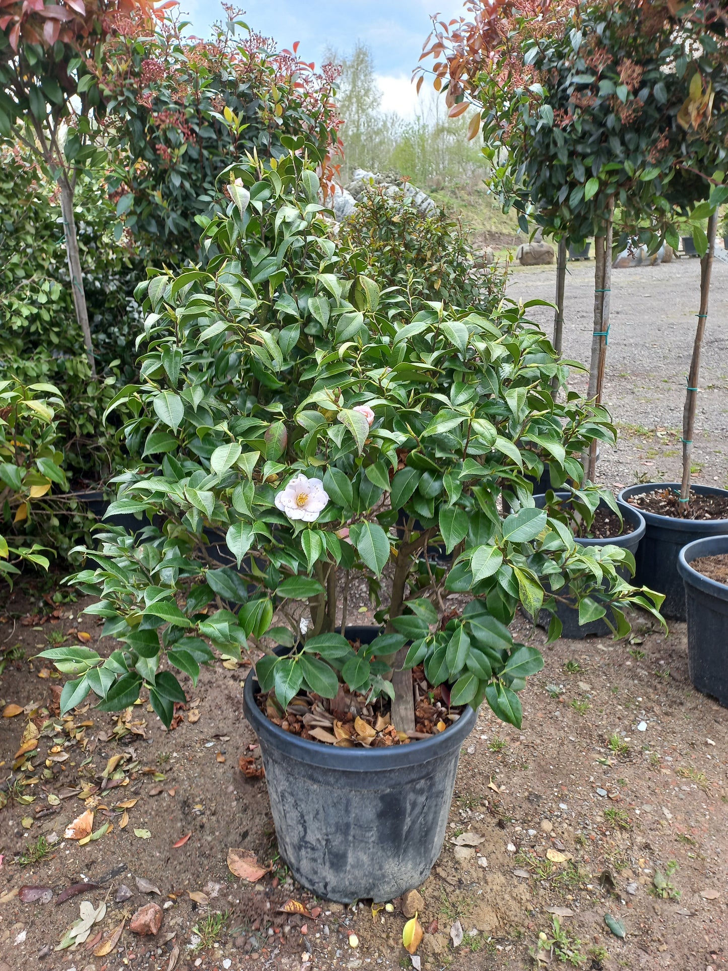 Camellia japonica Hagoromo