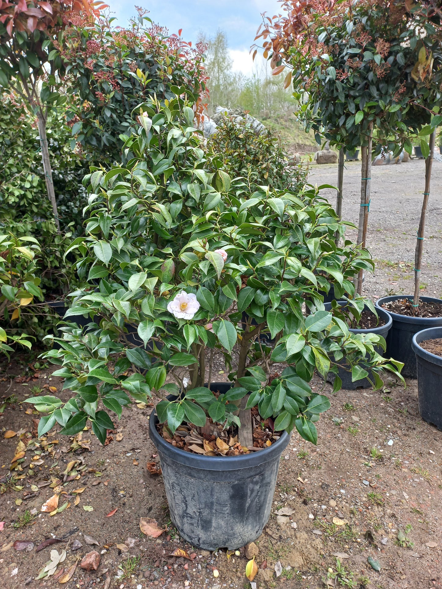 Camellia japonica Hagoromo