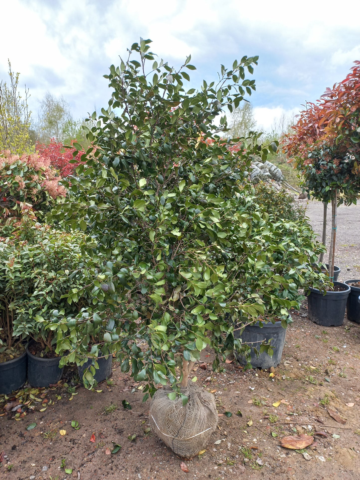 Camellia Sasanqua japanse roos