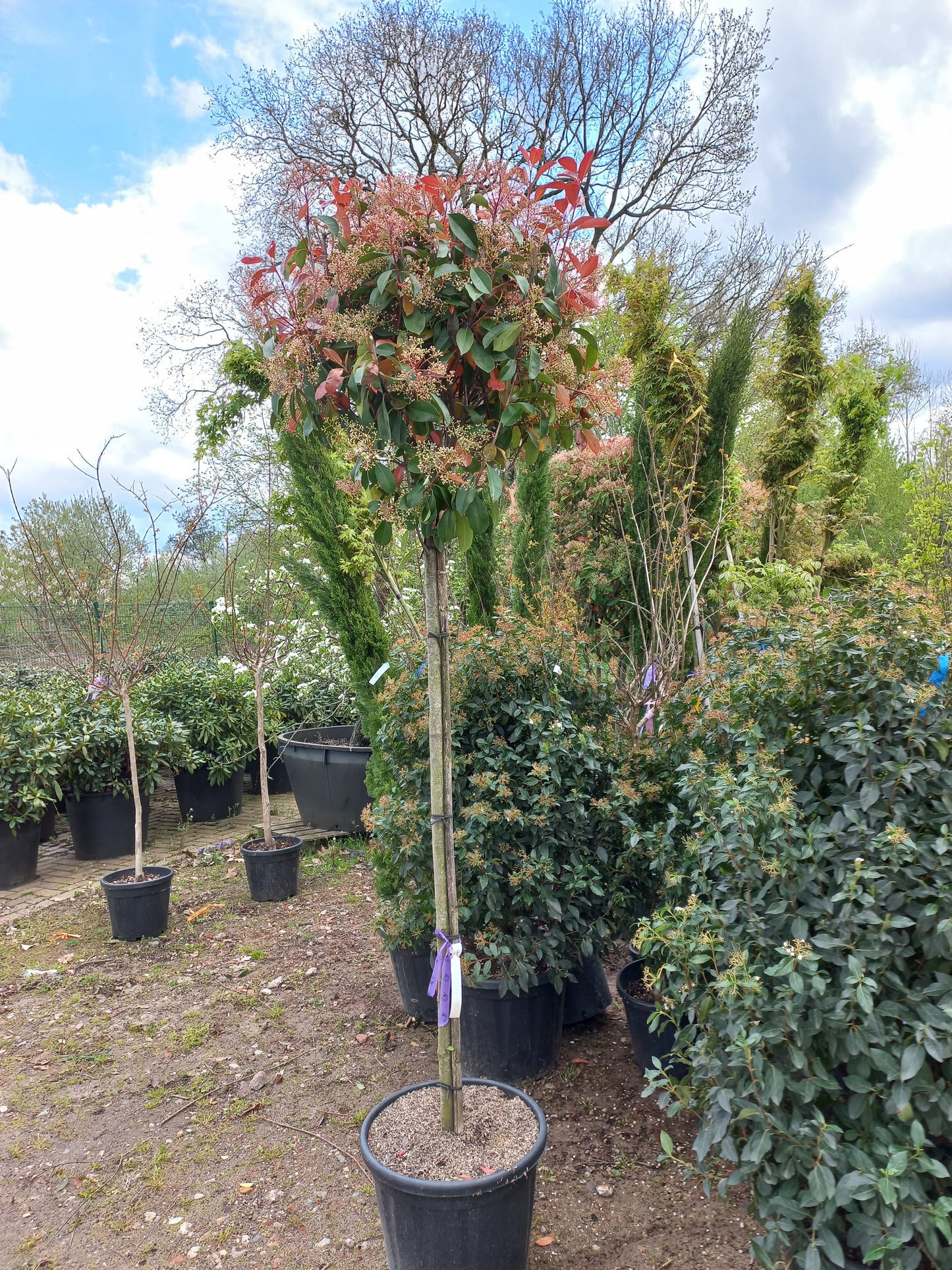 Bol Photinia Fraseri Red Robin hoogstam