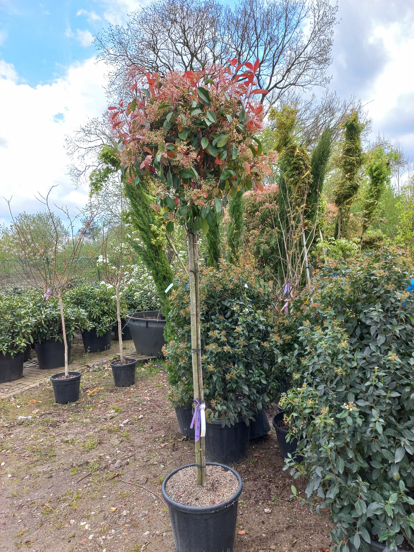 Bol Photinia Fraseri Red Robin hoogstam