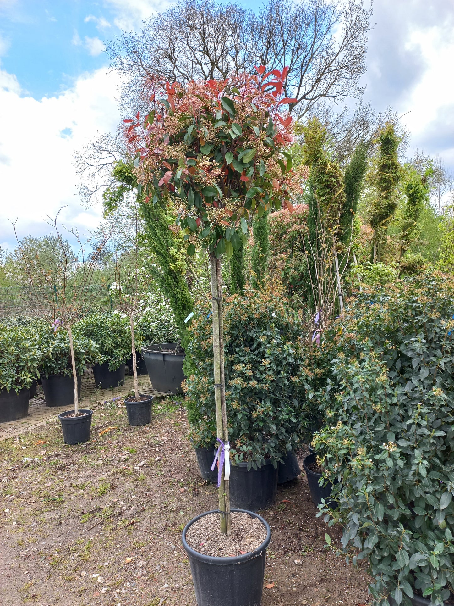 Bol Photinia Fraseri Red Robin hoogstam