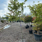 Acer Palmatum "viridis" esdoorn boom