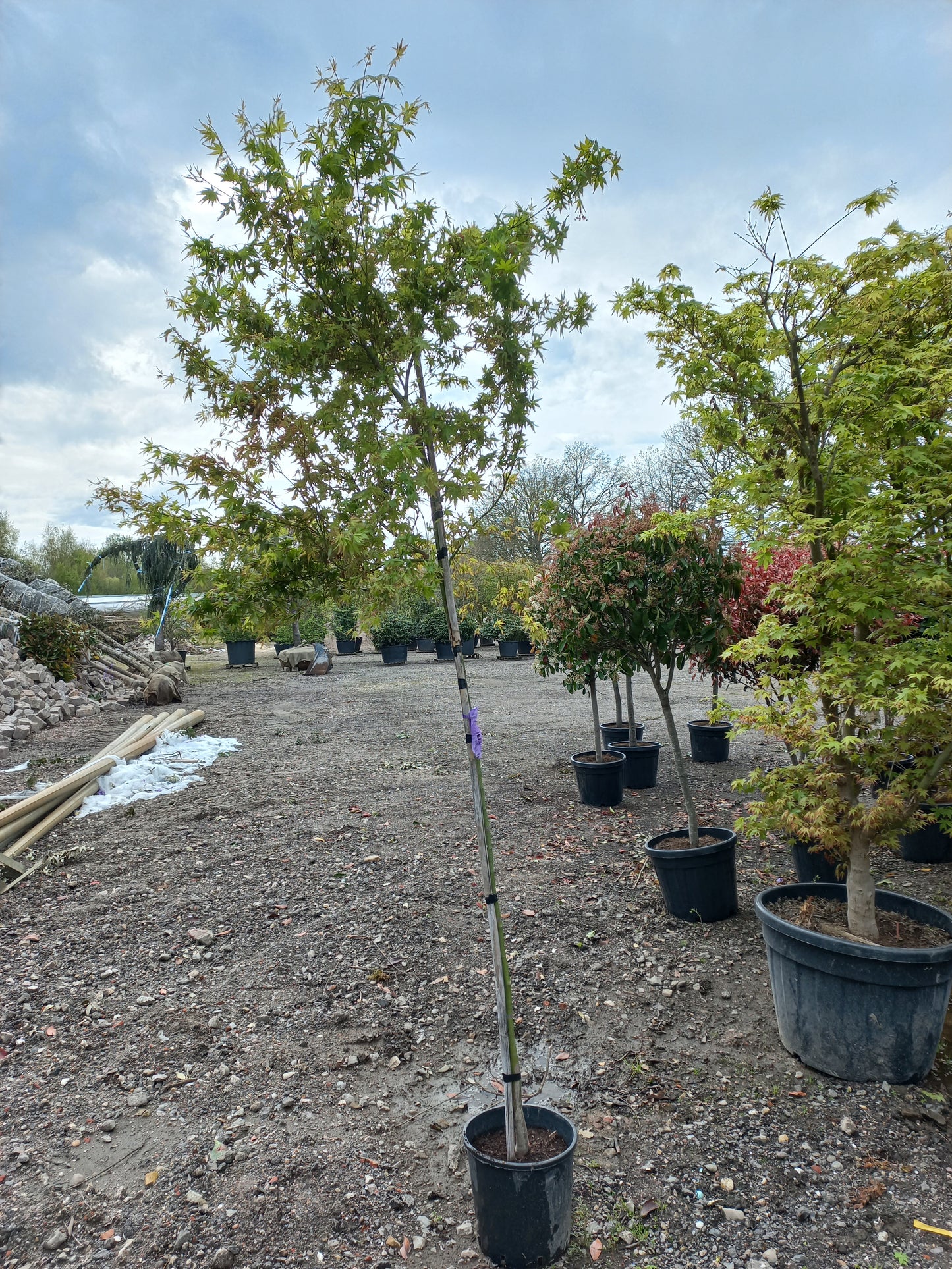 Acer Palmatum "viridis" esdoorn boom