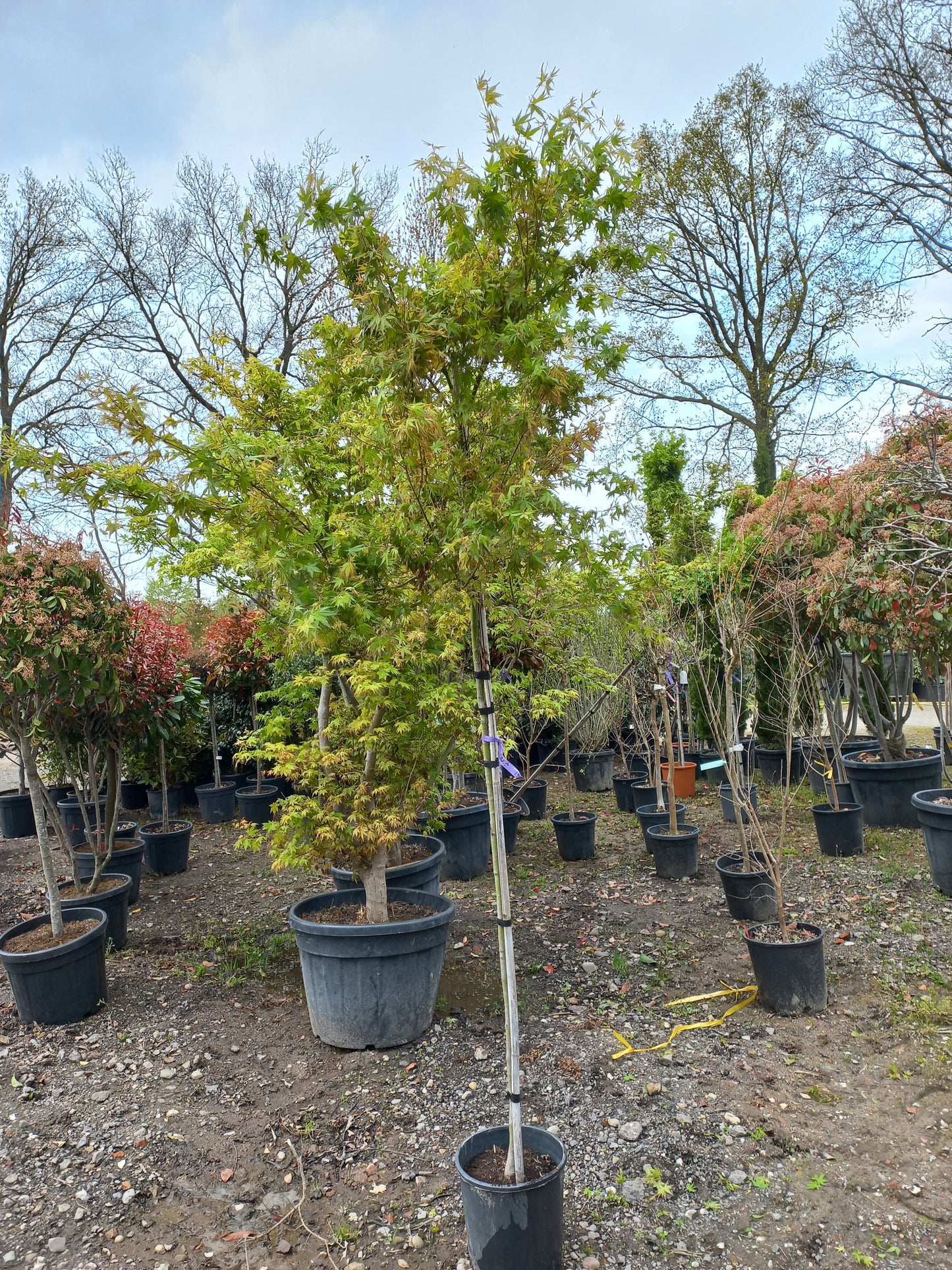 Acer Palmatum "viridis" esdoorn boom