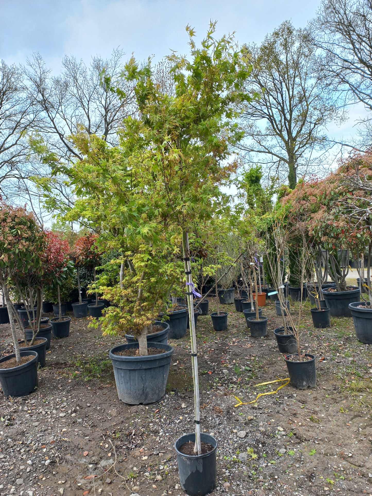 Acer Palmatum "viridis" esdoorn boom