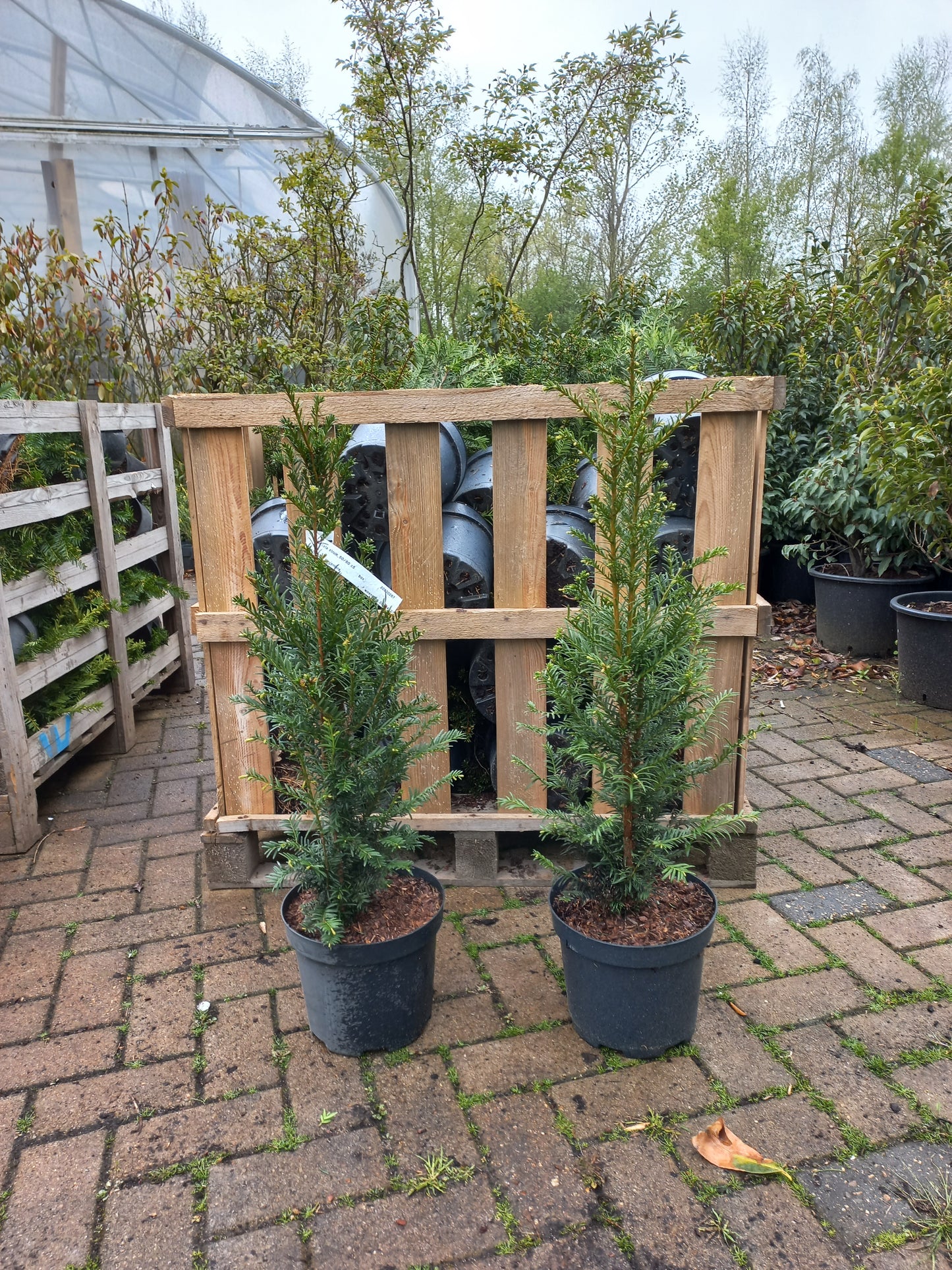 Taxus baccata haagplant