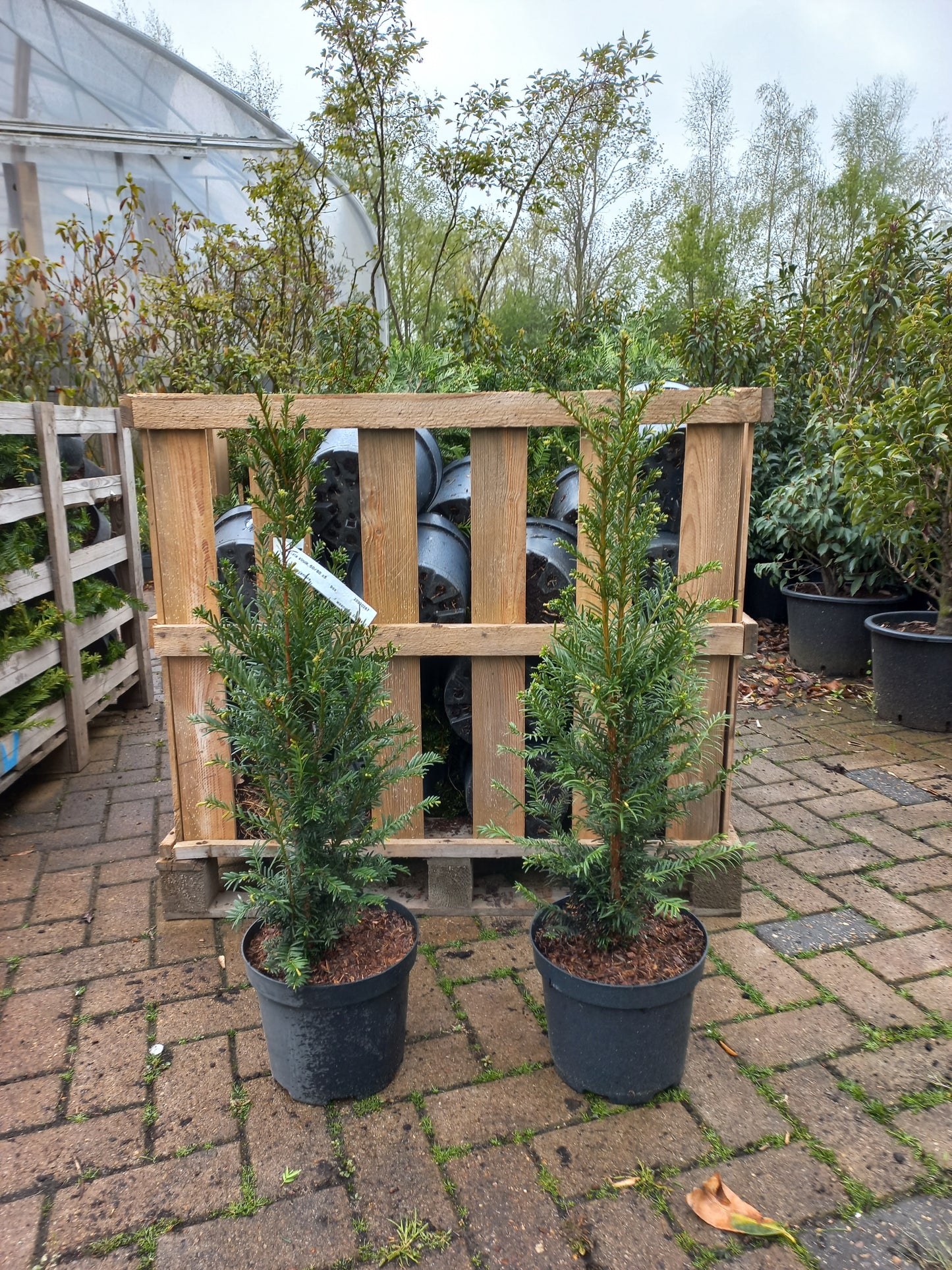 Taxus baccata haagplant