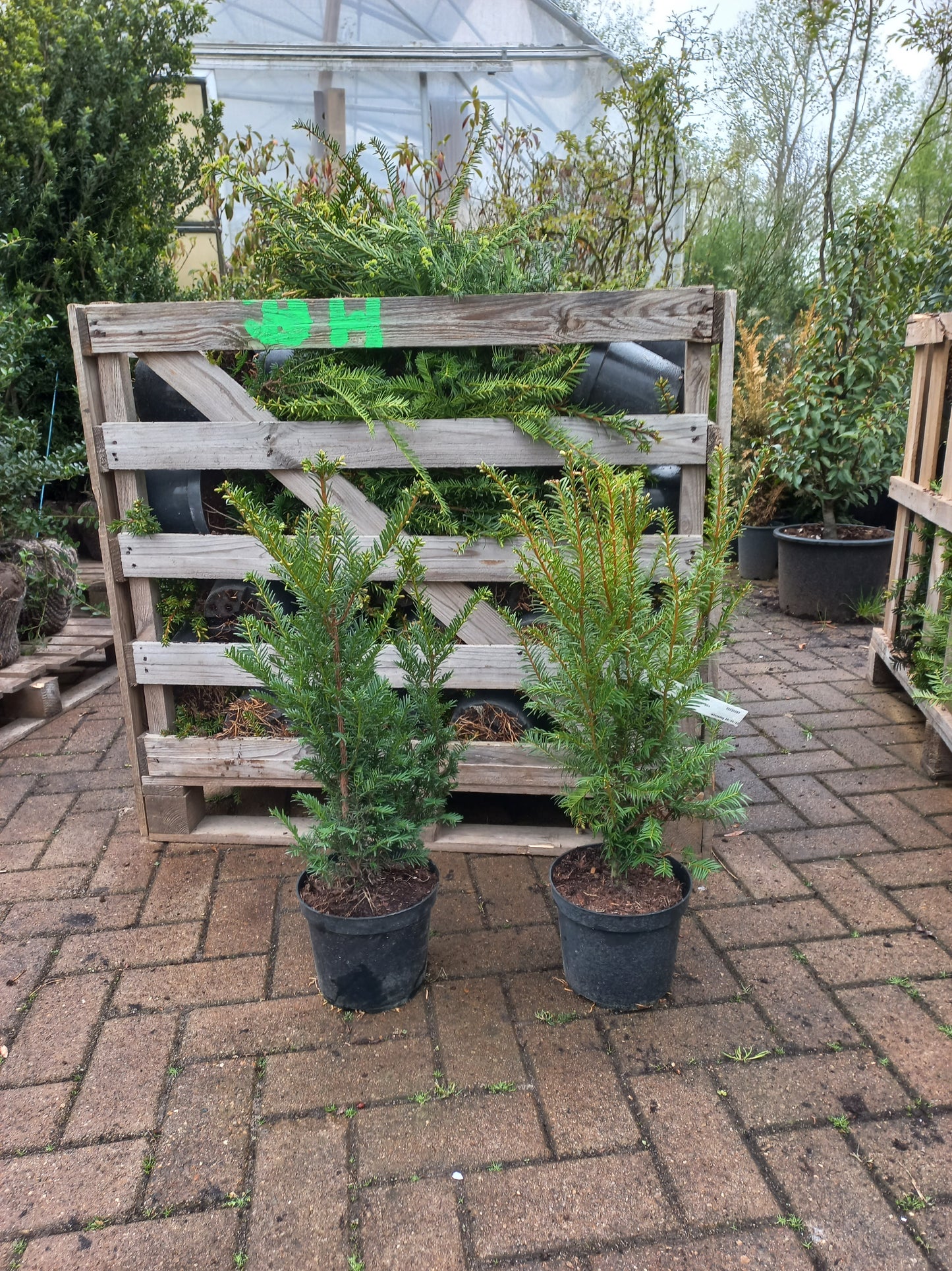 Taxus baccata haagplant