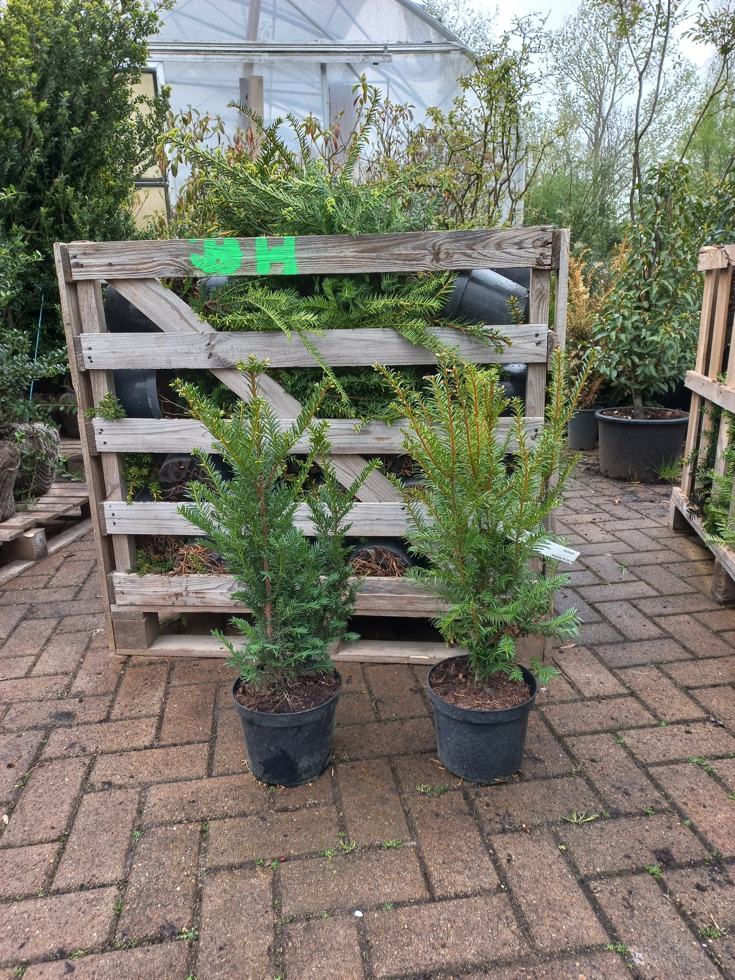 Taxus baccata haagplant