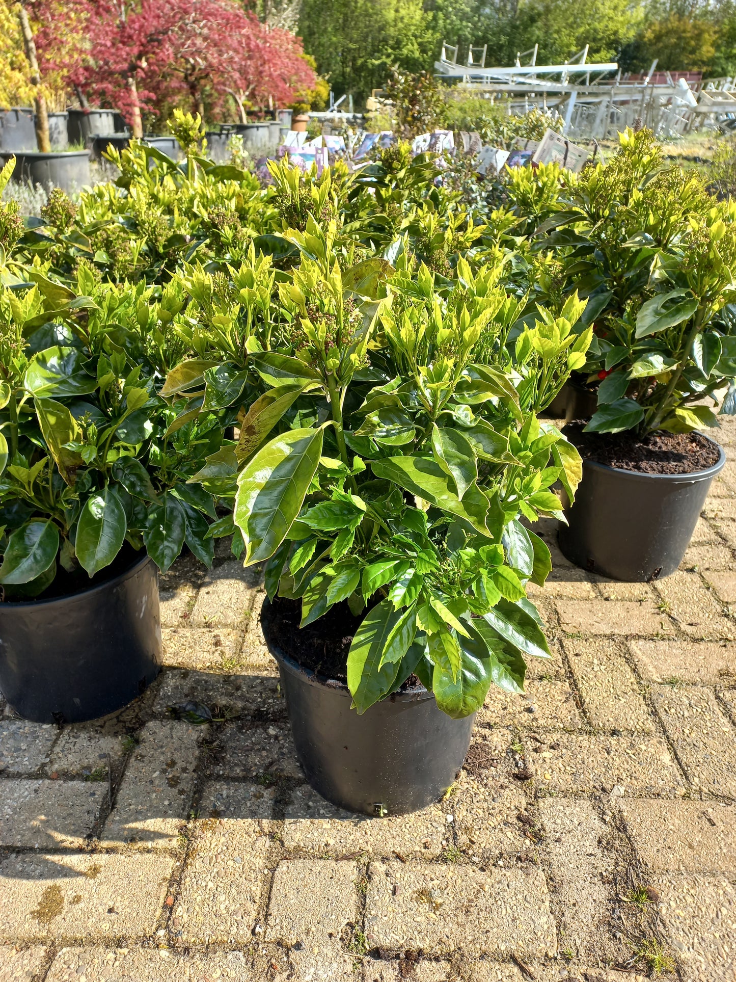 Aucuba japonica Rozannie broodboom