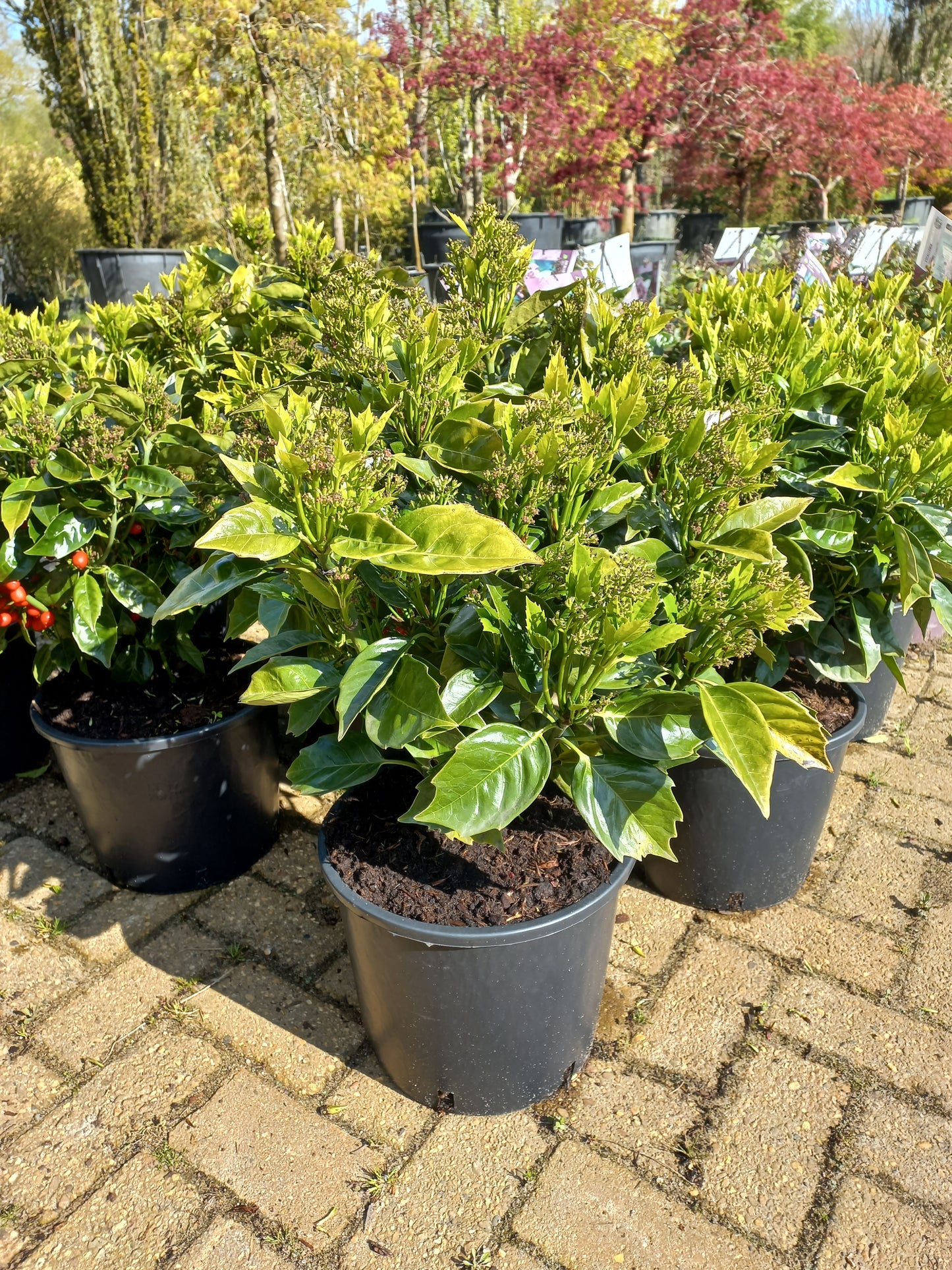 Aucuba japonica Rozannie broodboom