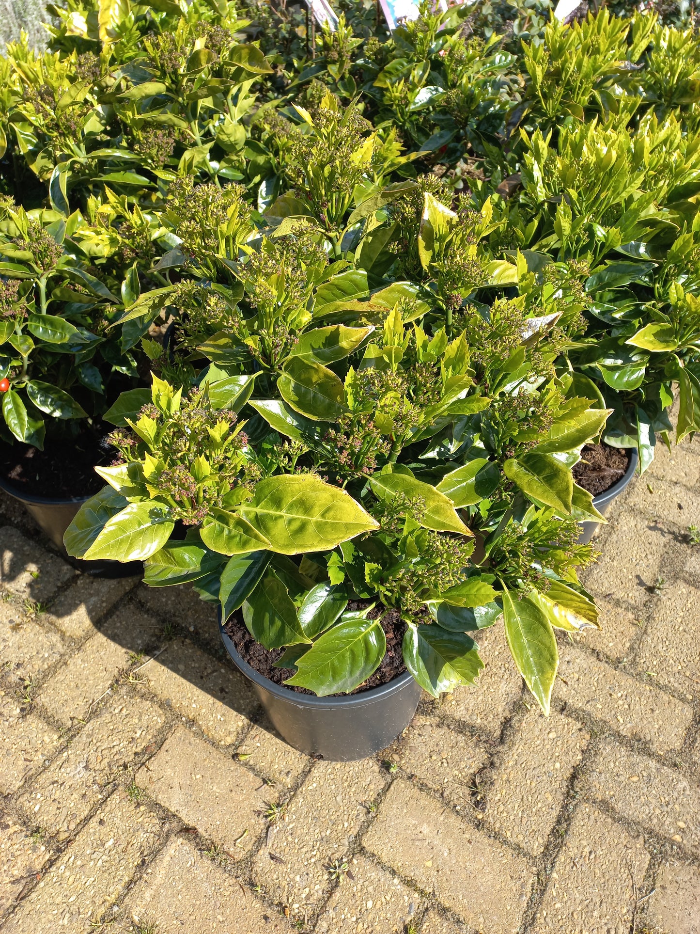 Aucuba japonica Rozannie broodboom