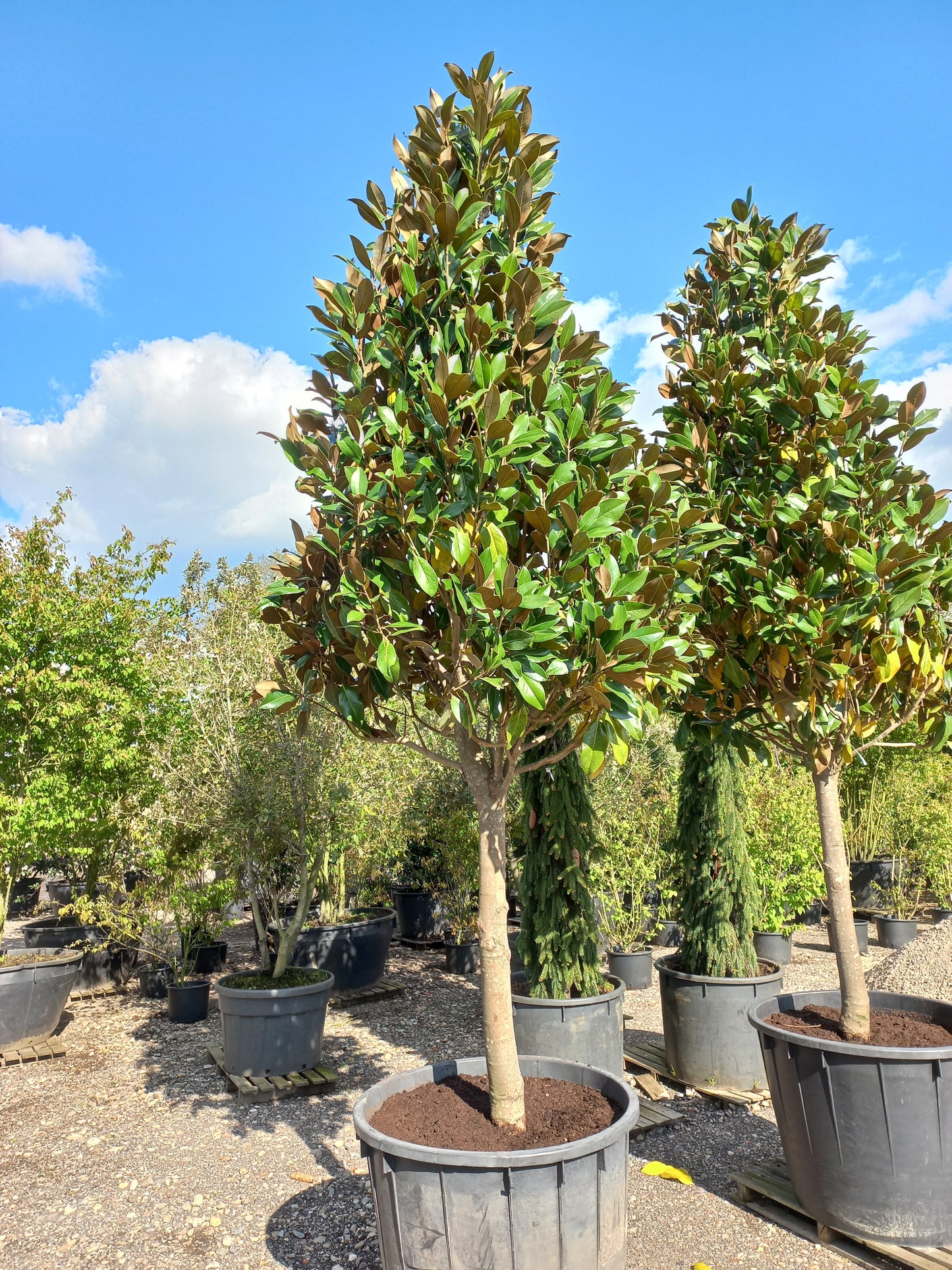Magnolia gallissoniensis grandiflora halfstam