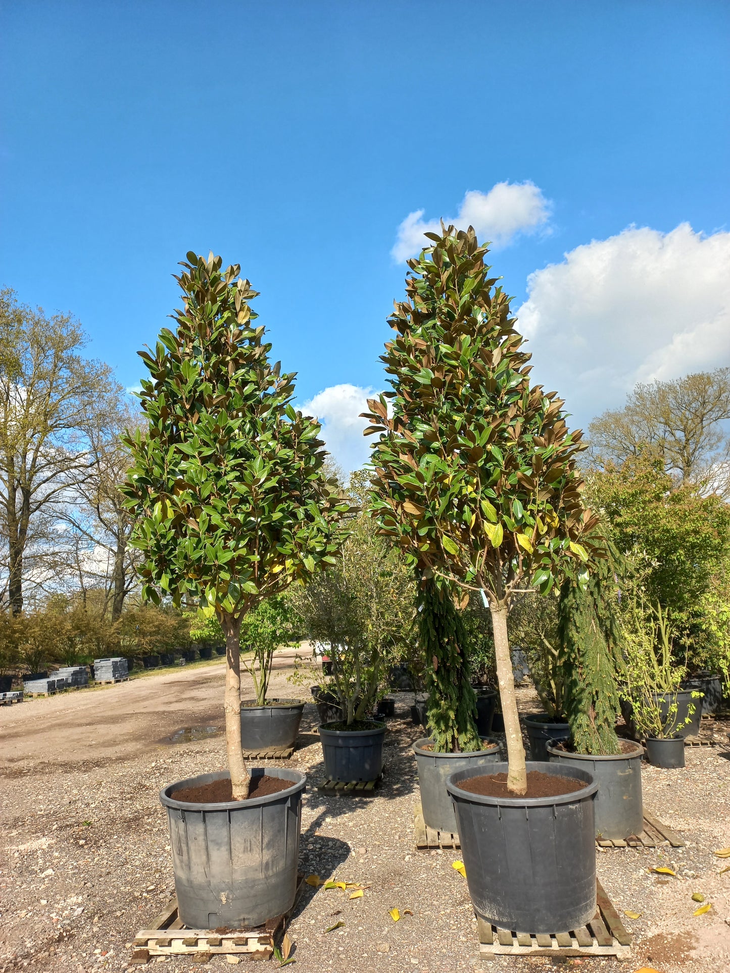 Magnolia gallissoniensis grandiflora halfstam