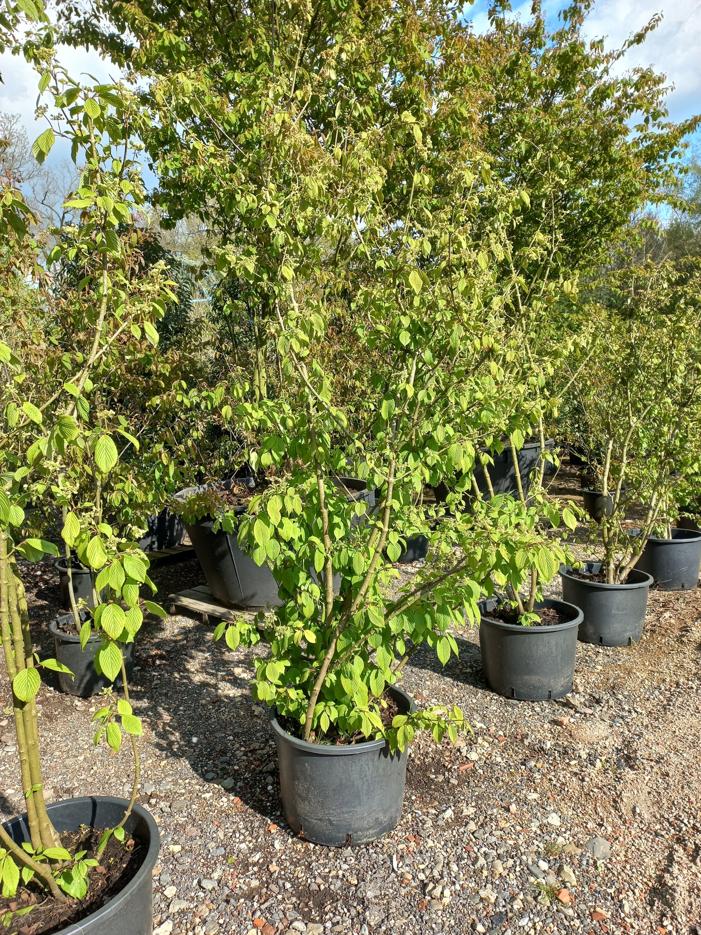 Viburnum plicatum "st. keverne" sneeuwbal