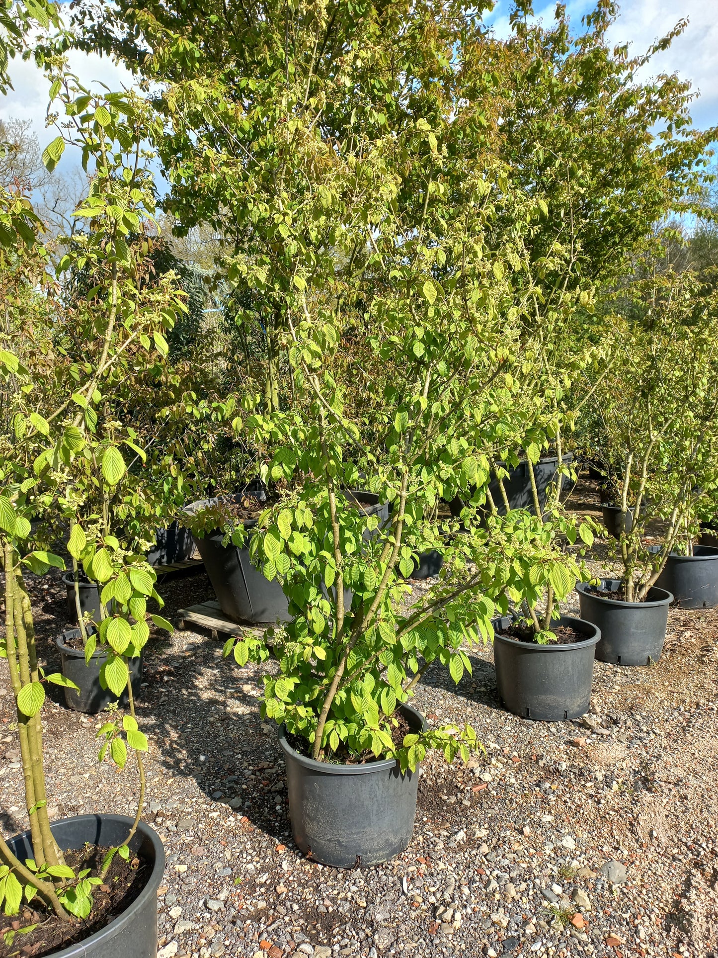Viburnum plicatum "st. keverne" sneeuwbal