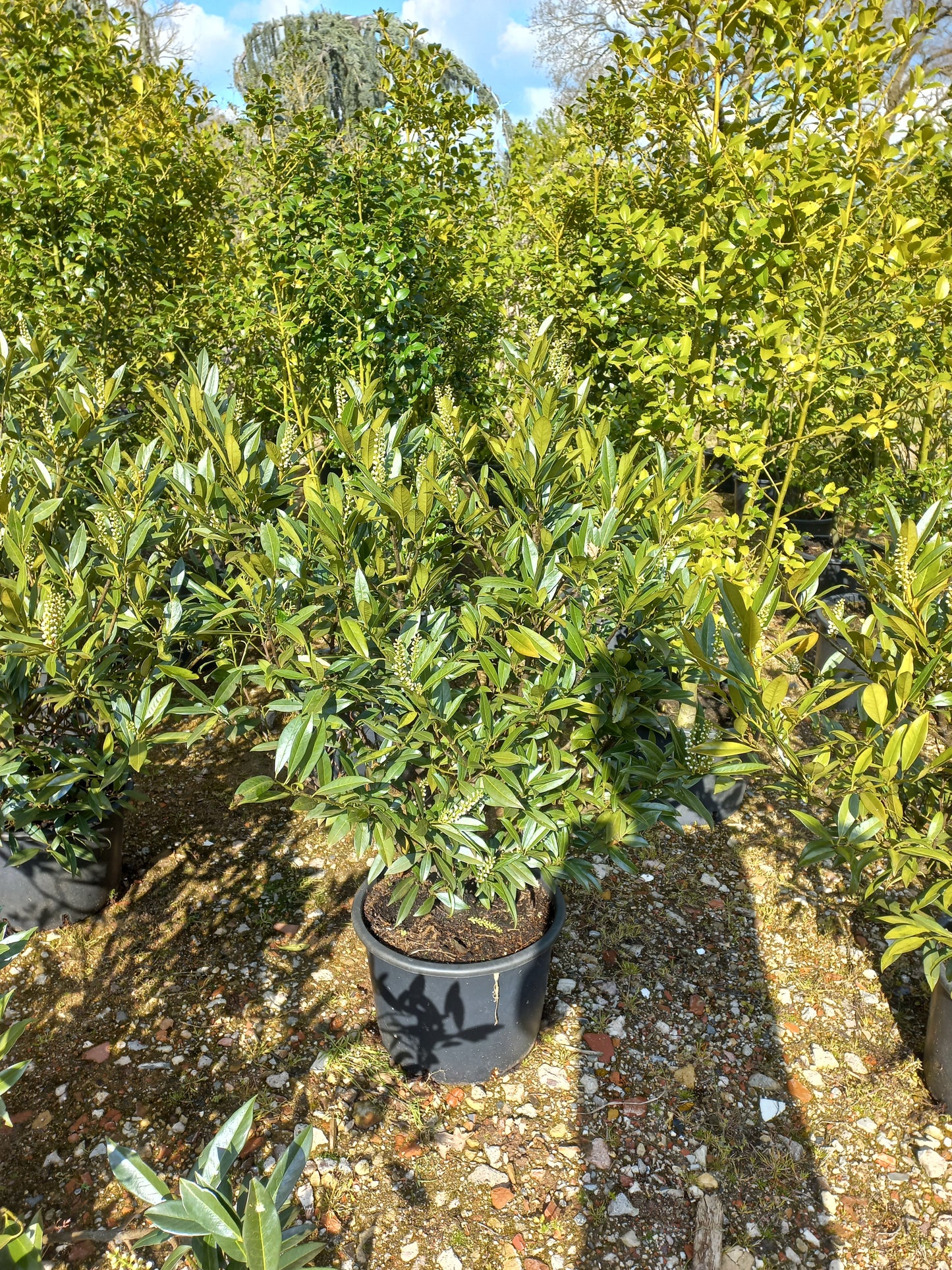 Prunus Lauroceracus Otto luyken laurier