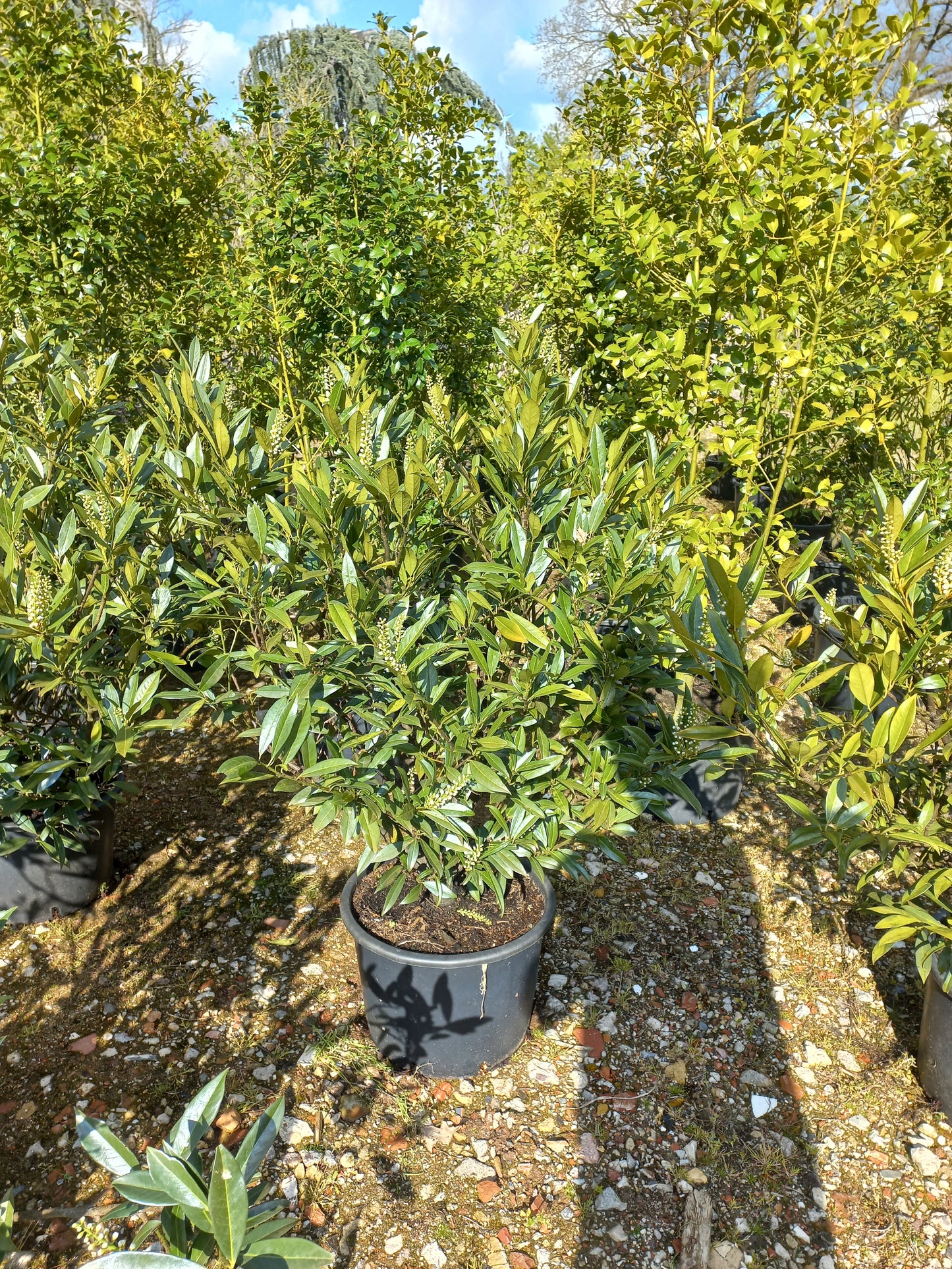 Prunus Lauroceracus Otto luyken laurier