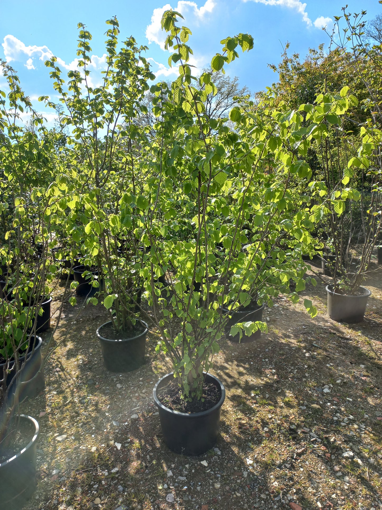 Corylus avellana hazelaar