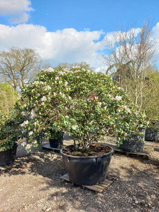 Rhododendron Cunningham ' s White