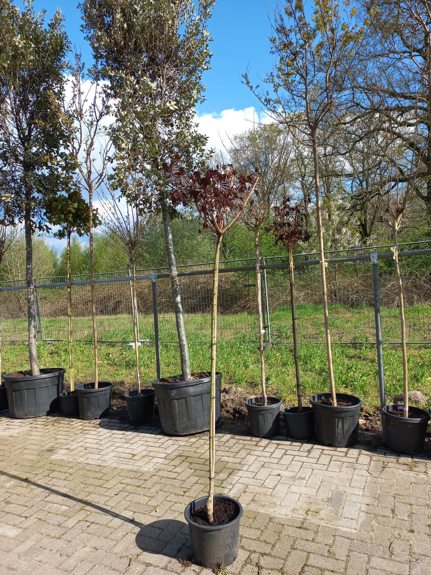 Acer platanoides Crimson Sentry esdoorn