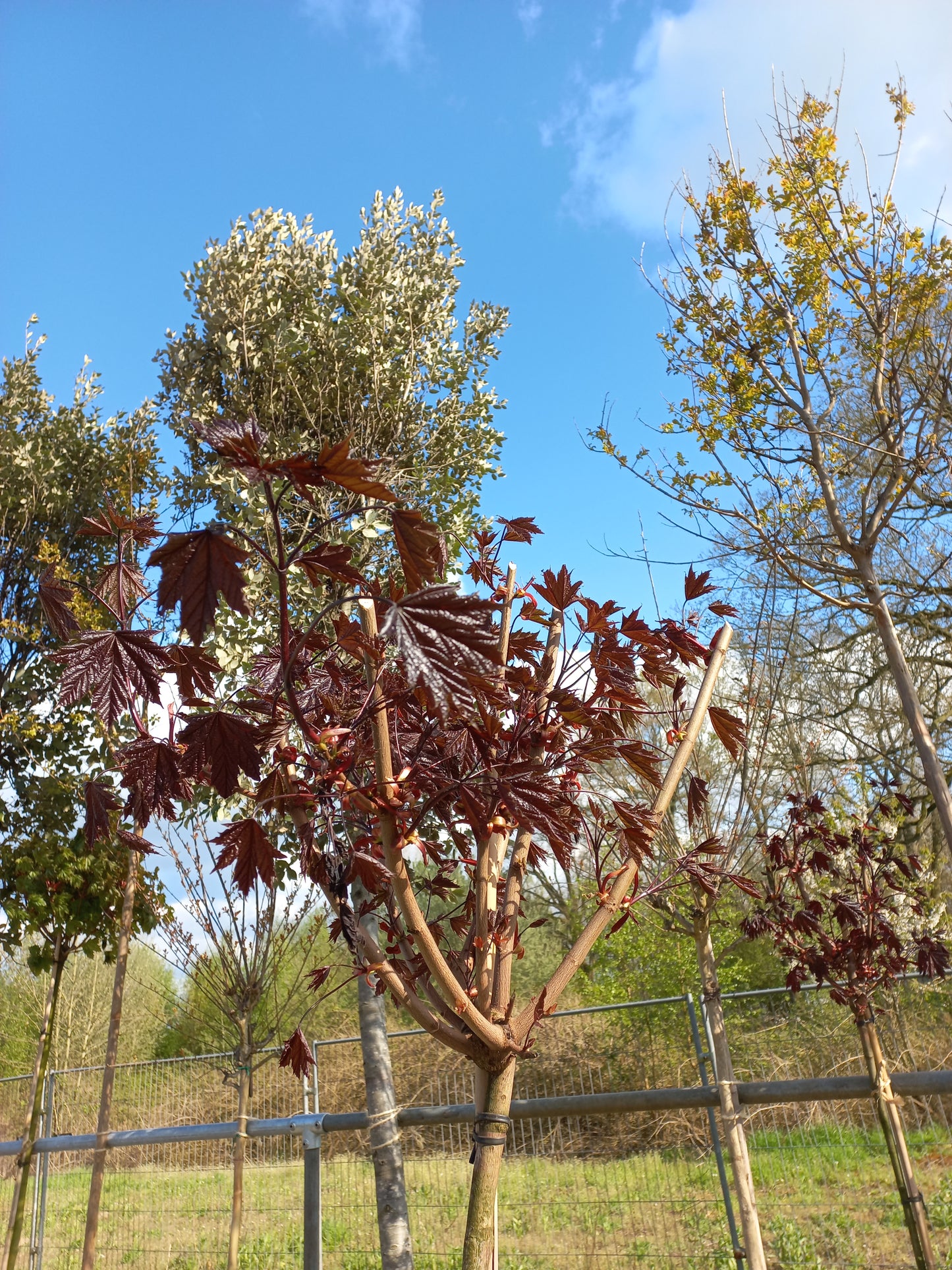 Acer platanoides Crimson Sentry esdoorn
