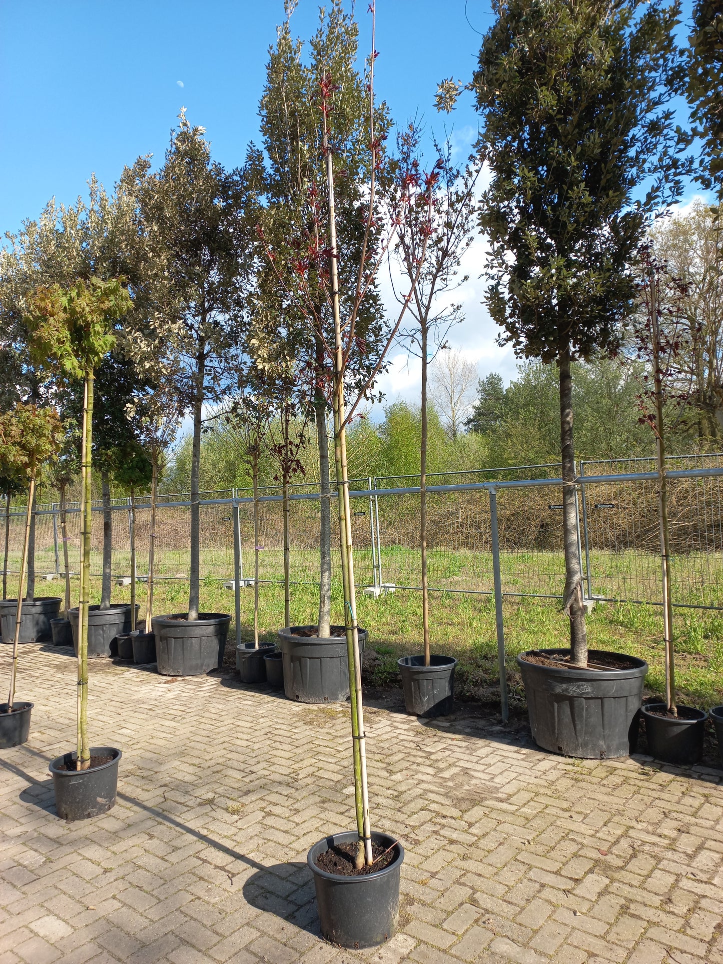 Acer platanoides Royal red