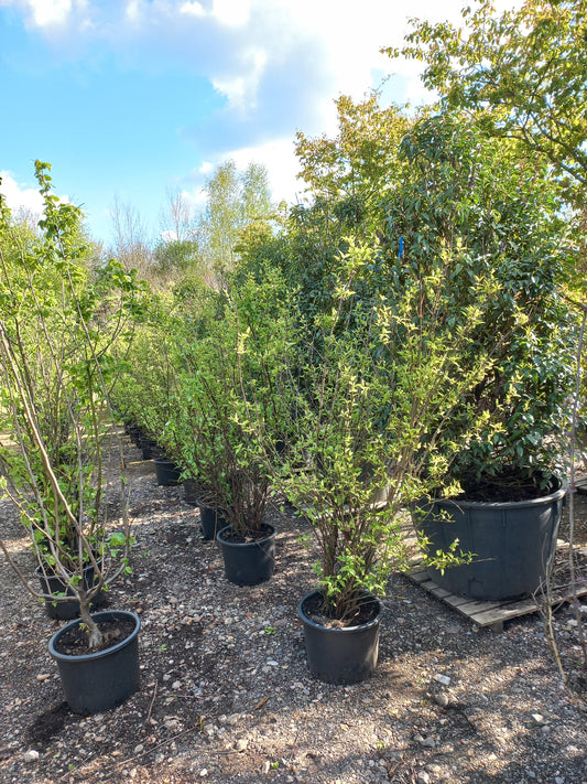 Deutzia cren. Pride of Rochester