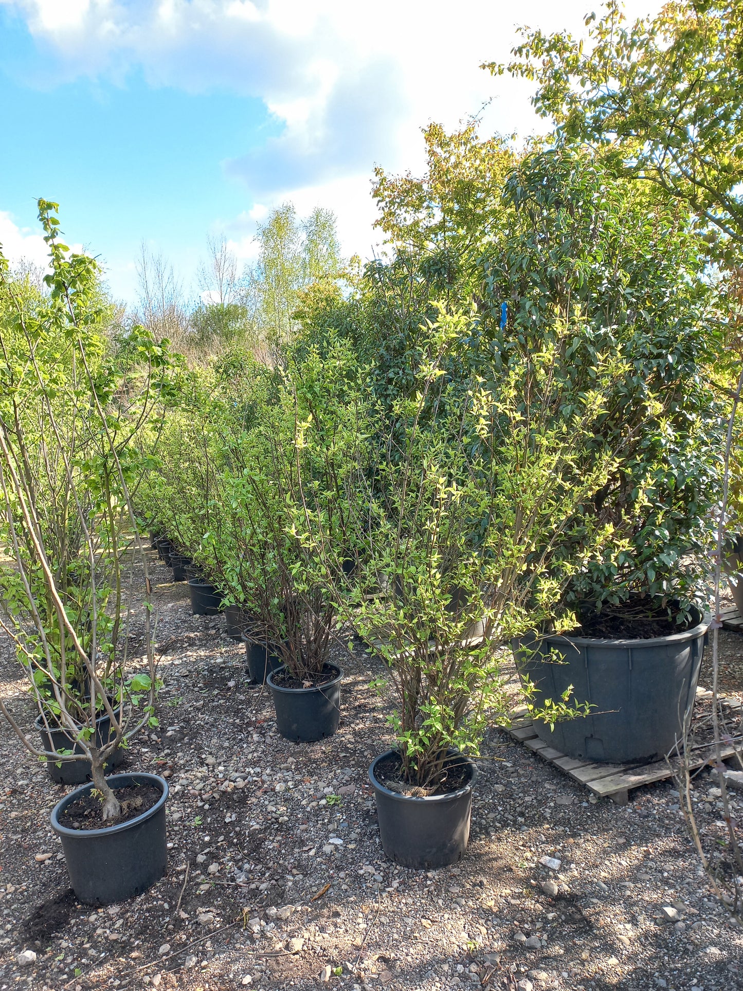 Deutzia cren. Pride of Rochester