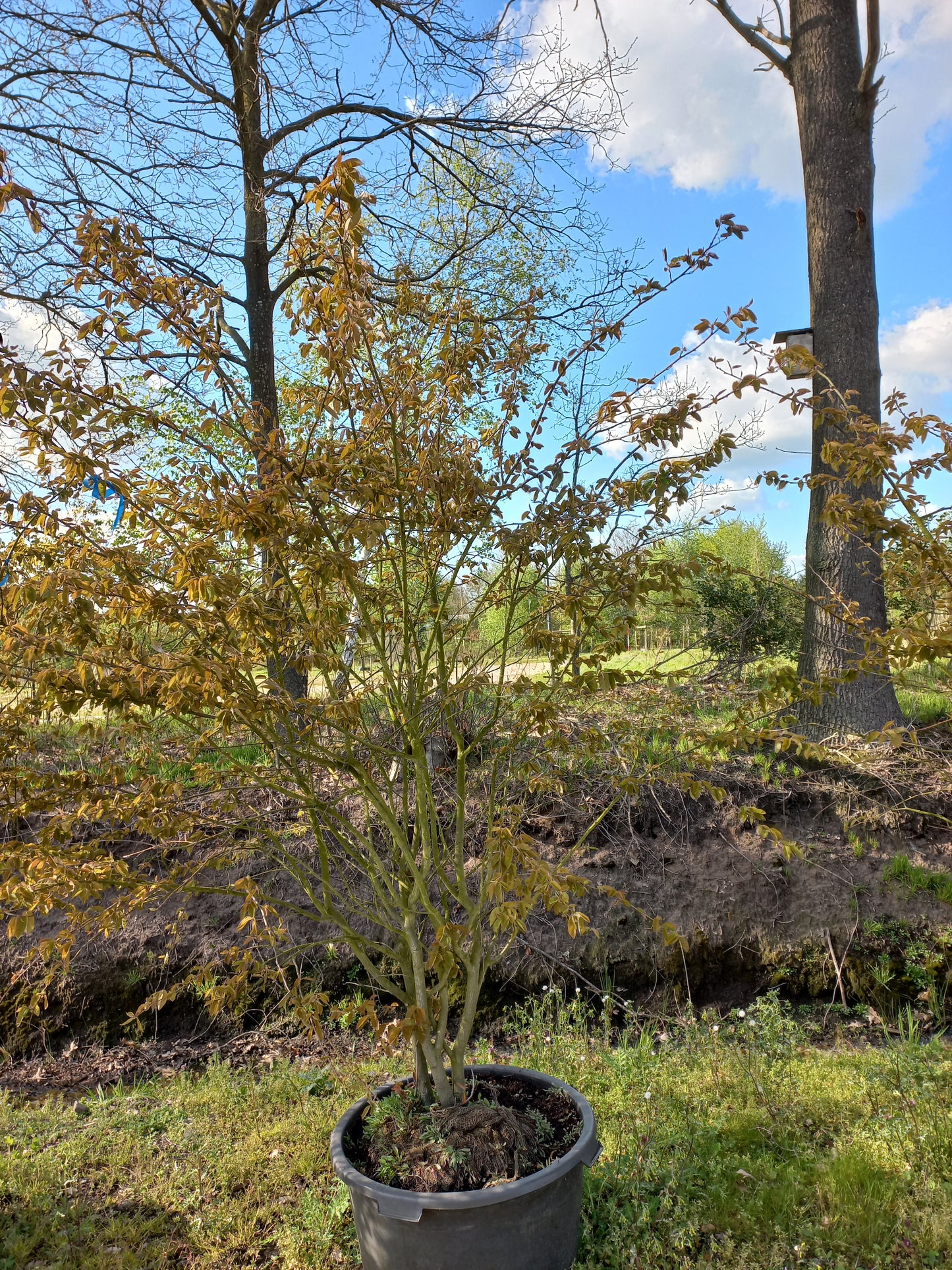 Amenlanchier Lamarckii krentenboom