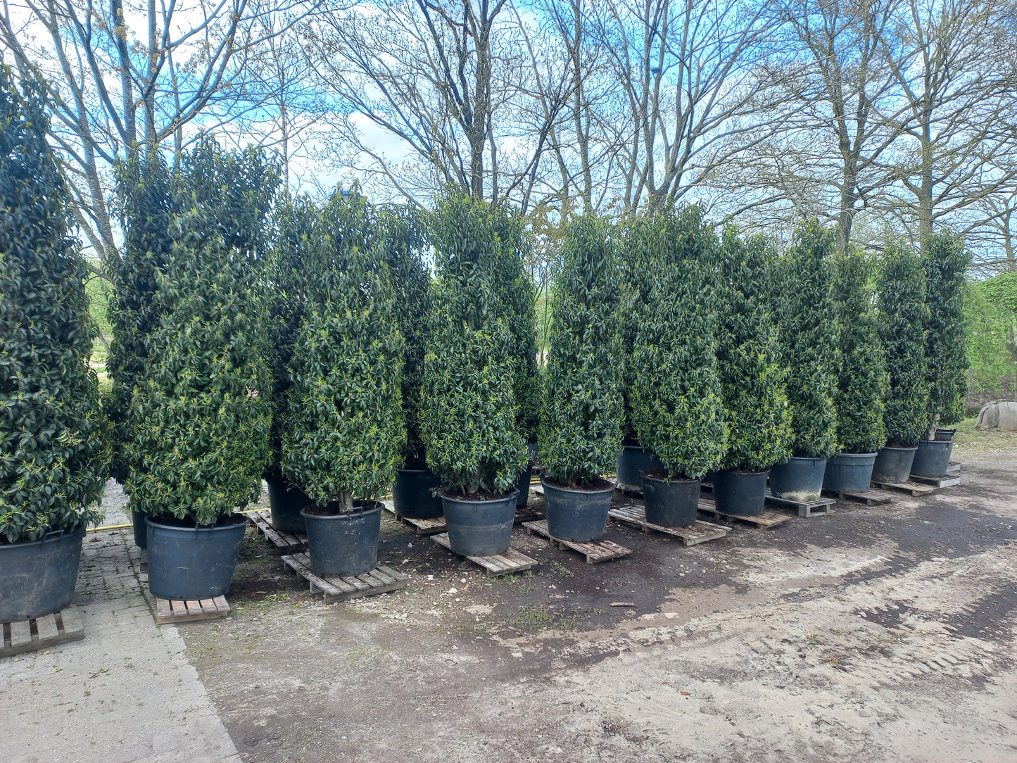 Prunus Lusicanica Angustifolia laurier