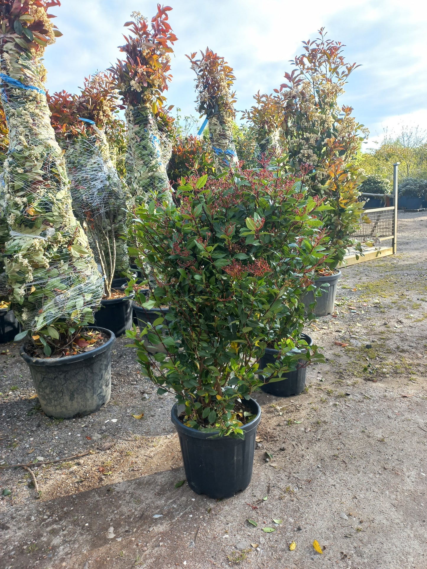 Viburnum tinus sneeuwbal