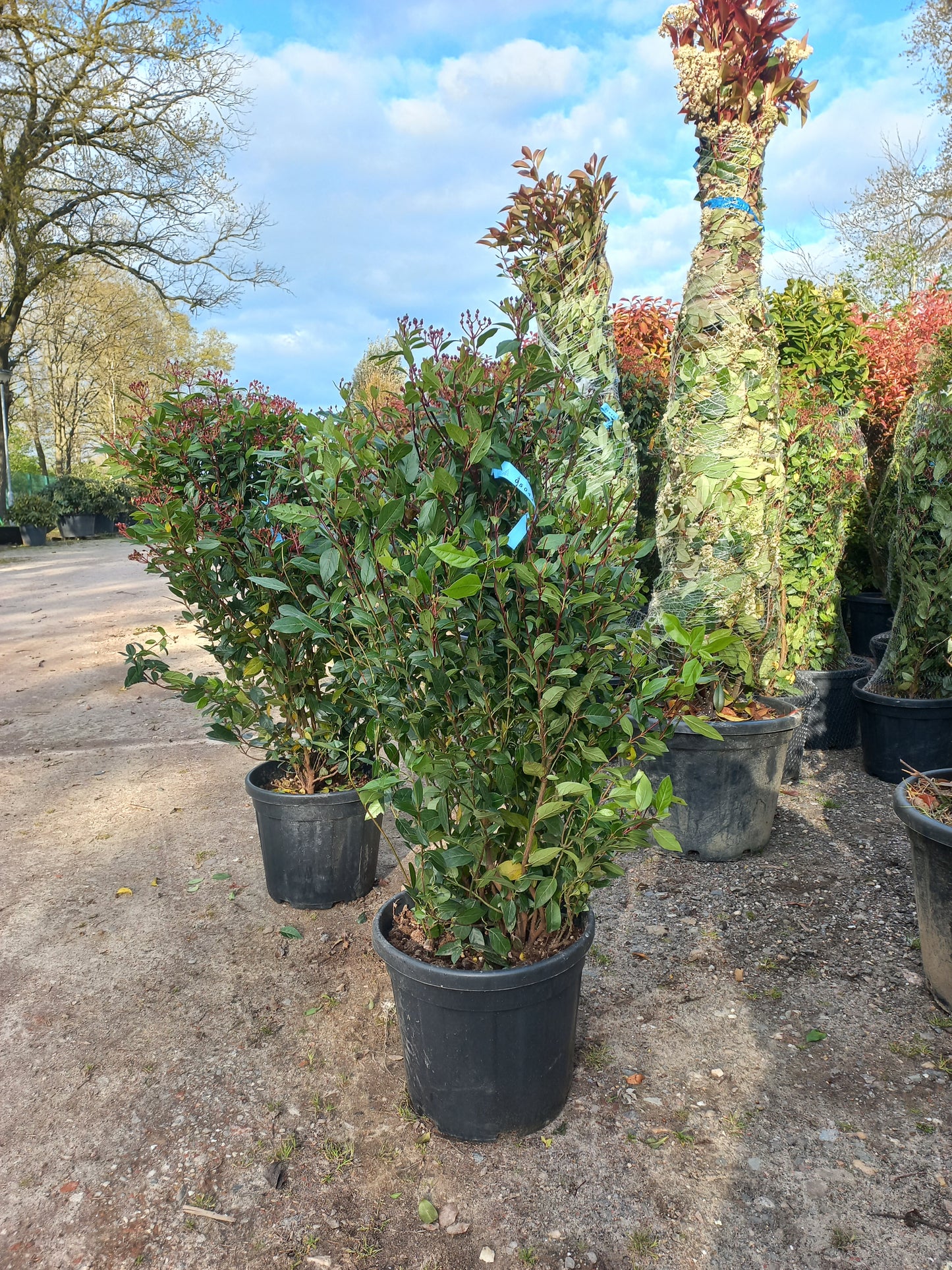 Viburnum tinus sneeuwbal