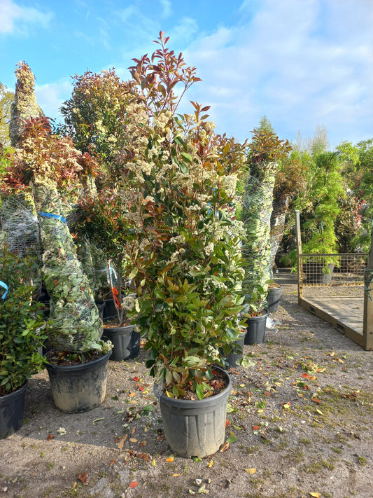 Photinia fraseri Red robin 175-200cm glansmispel