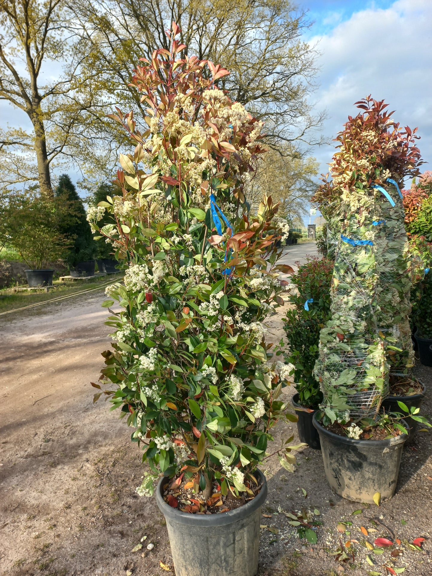 Photinia fraseri Red robin 175-200cm glansmispel
