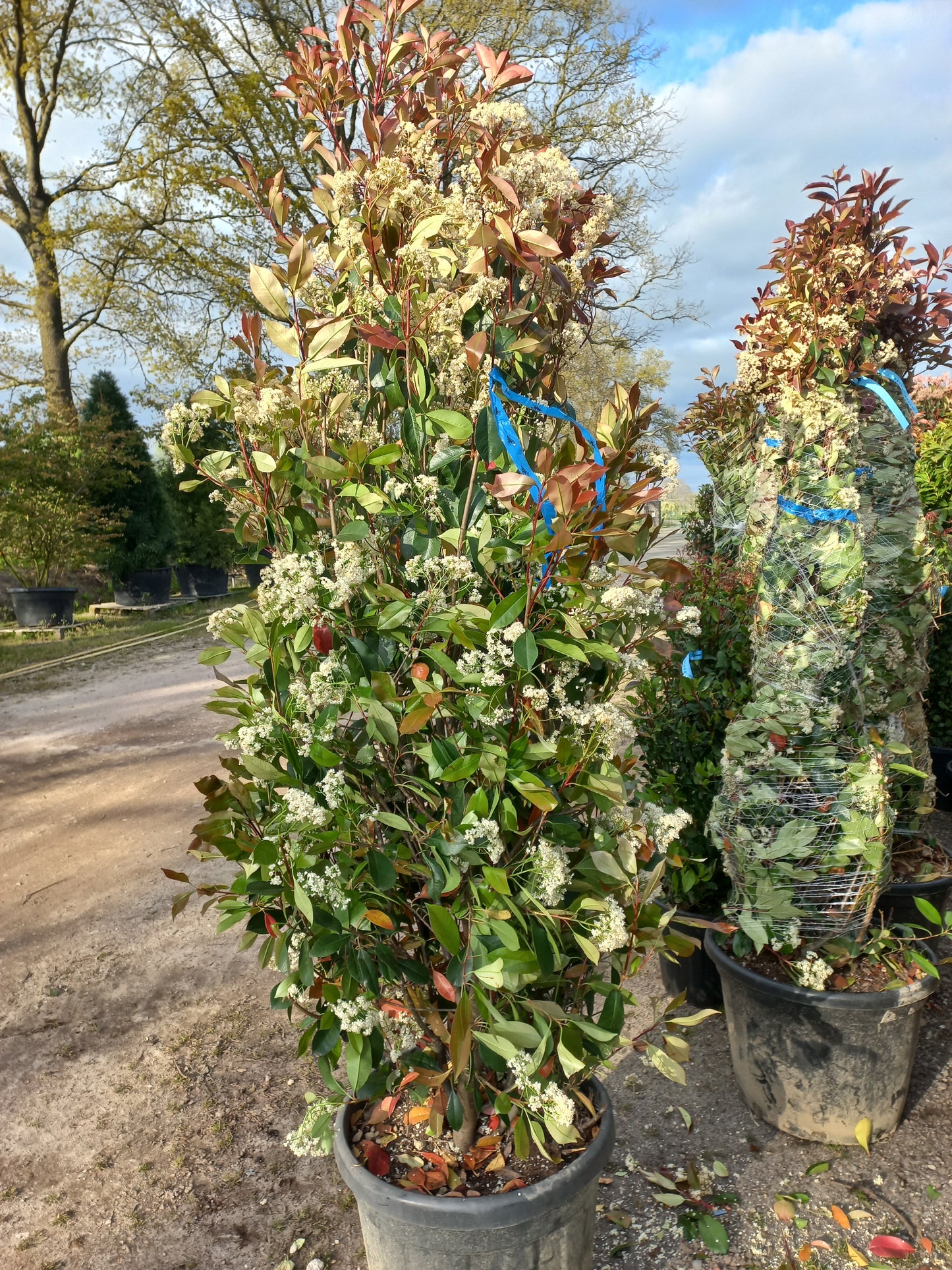 Photinia fraseri Red robin 175-200cm glansmispel