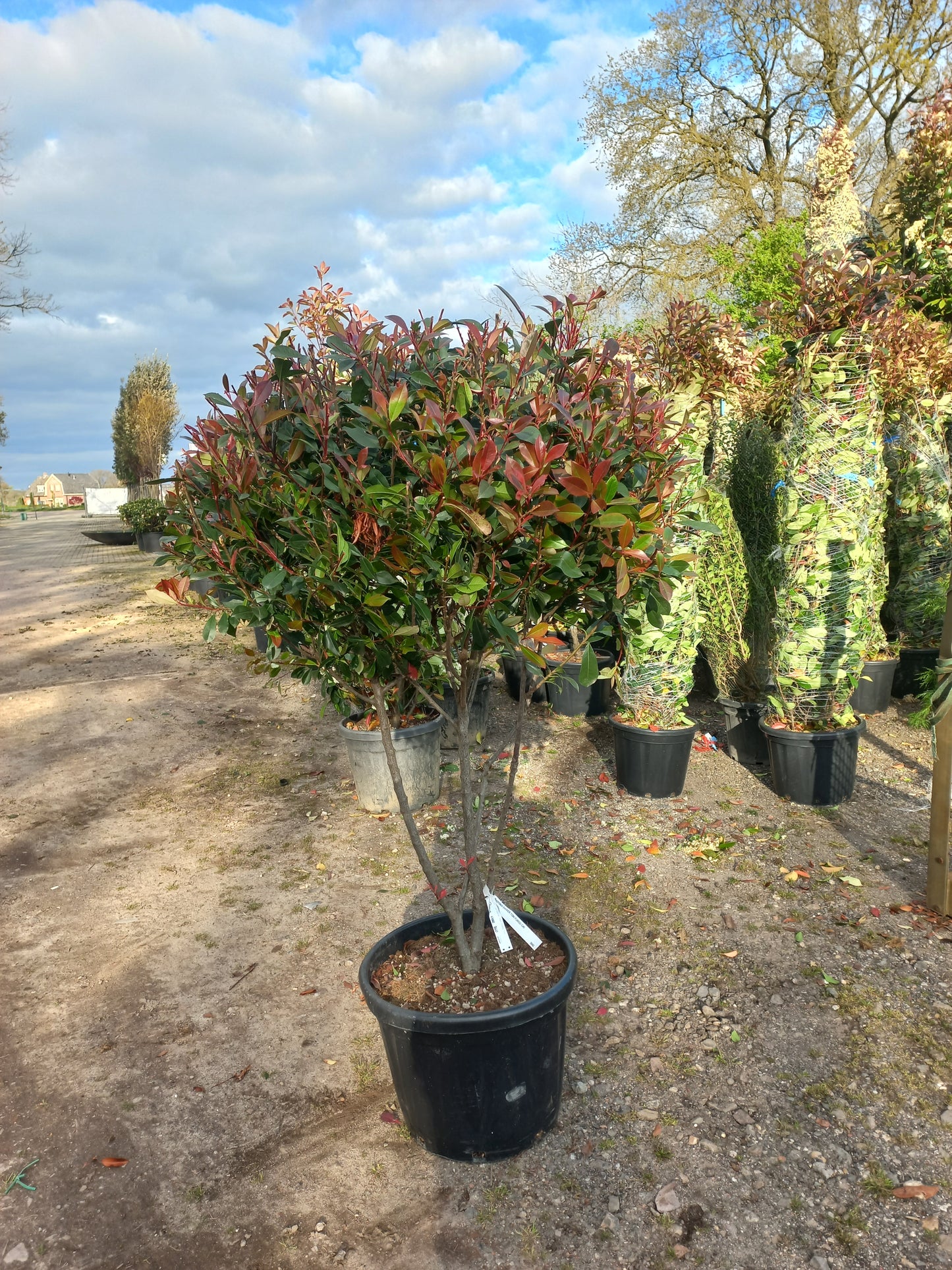 Photinia Dicker Tony meerstammig glansmispel