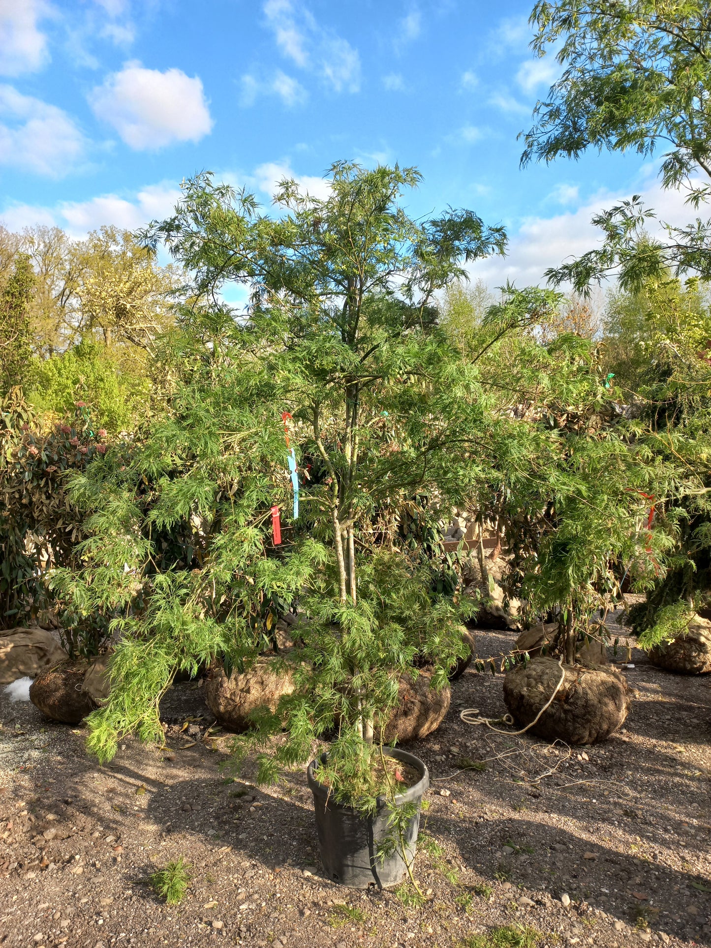 Acer palmatum red pigmy japanse esdoorn
