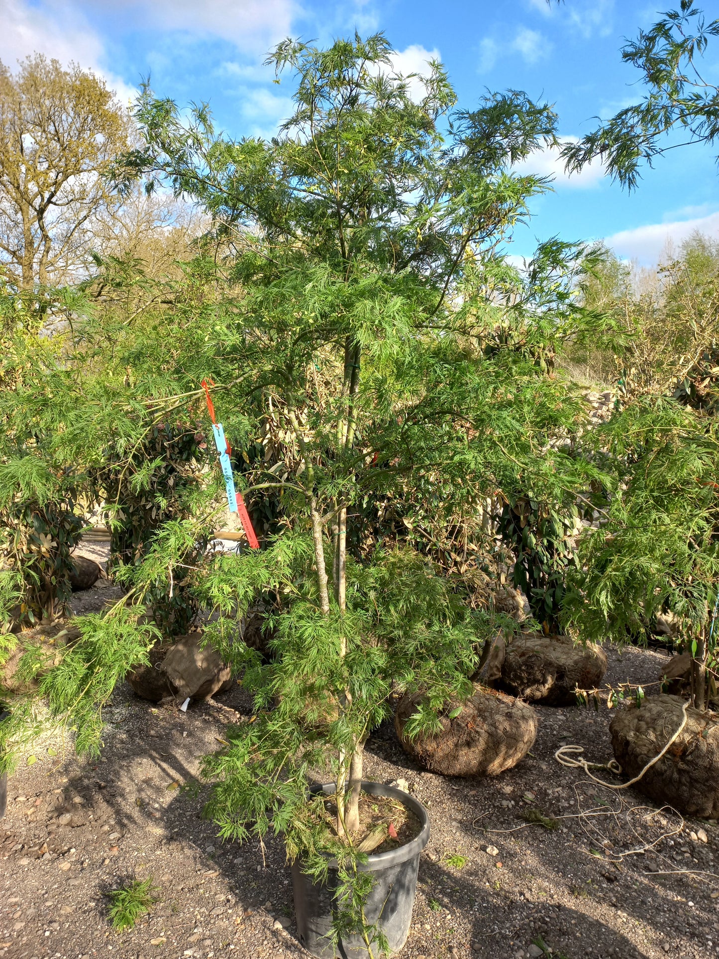 Acer palmatum red pigmy japanse esdoorn