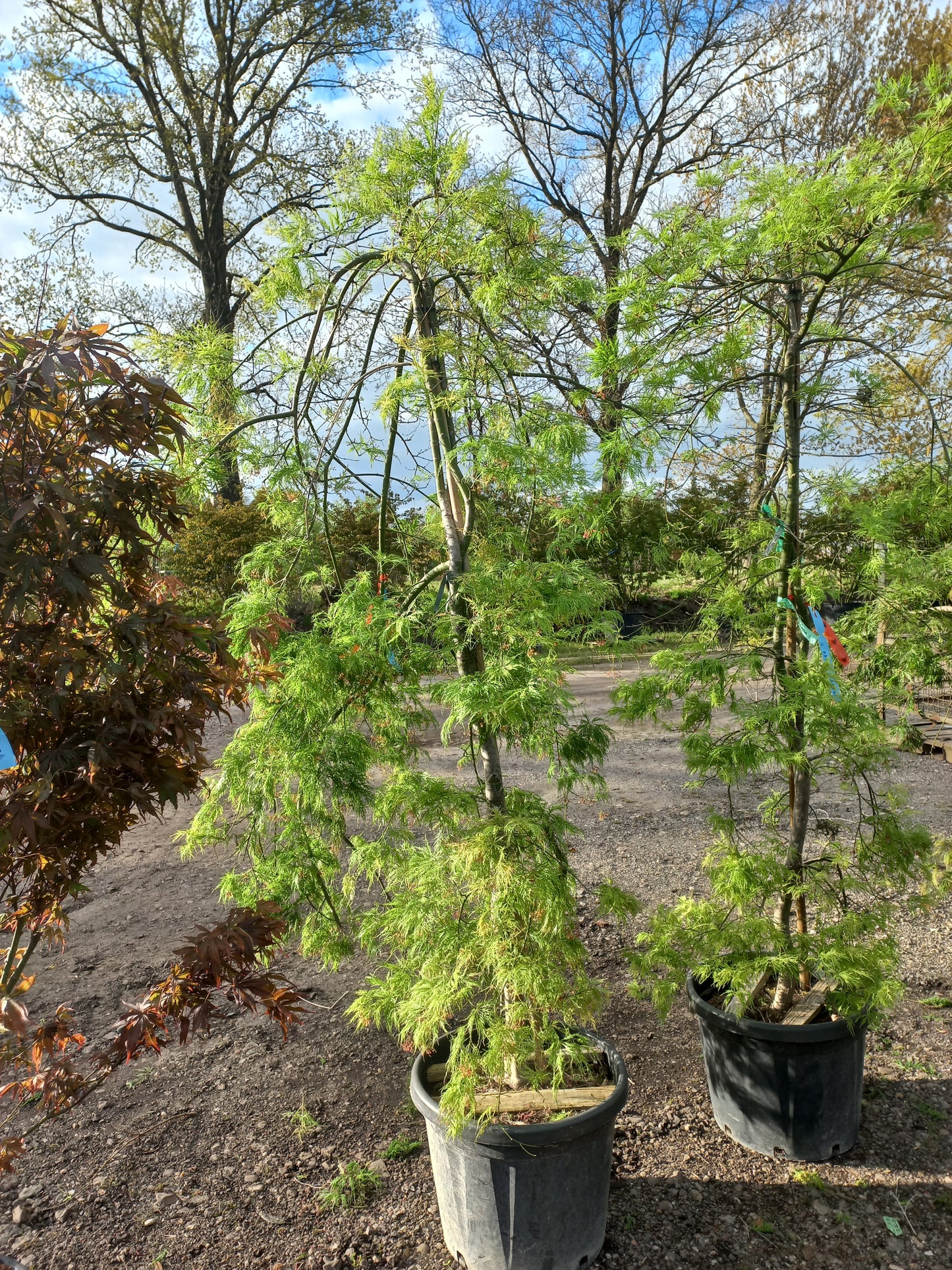 Acer palmatum "Dissectum" viridisjapanse esdoorn