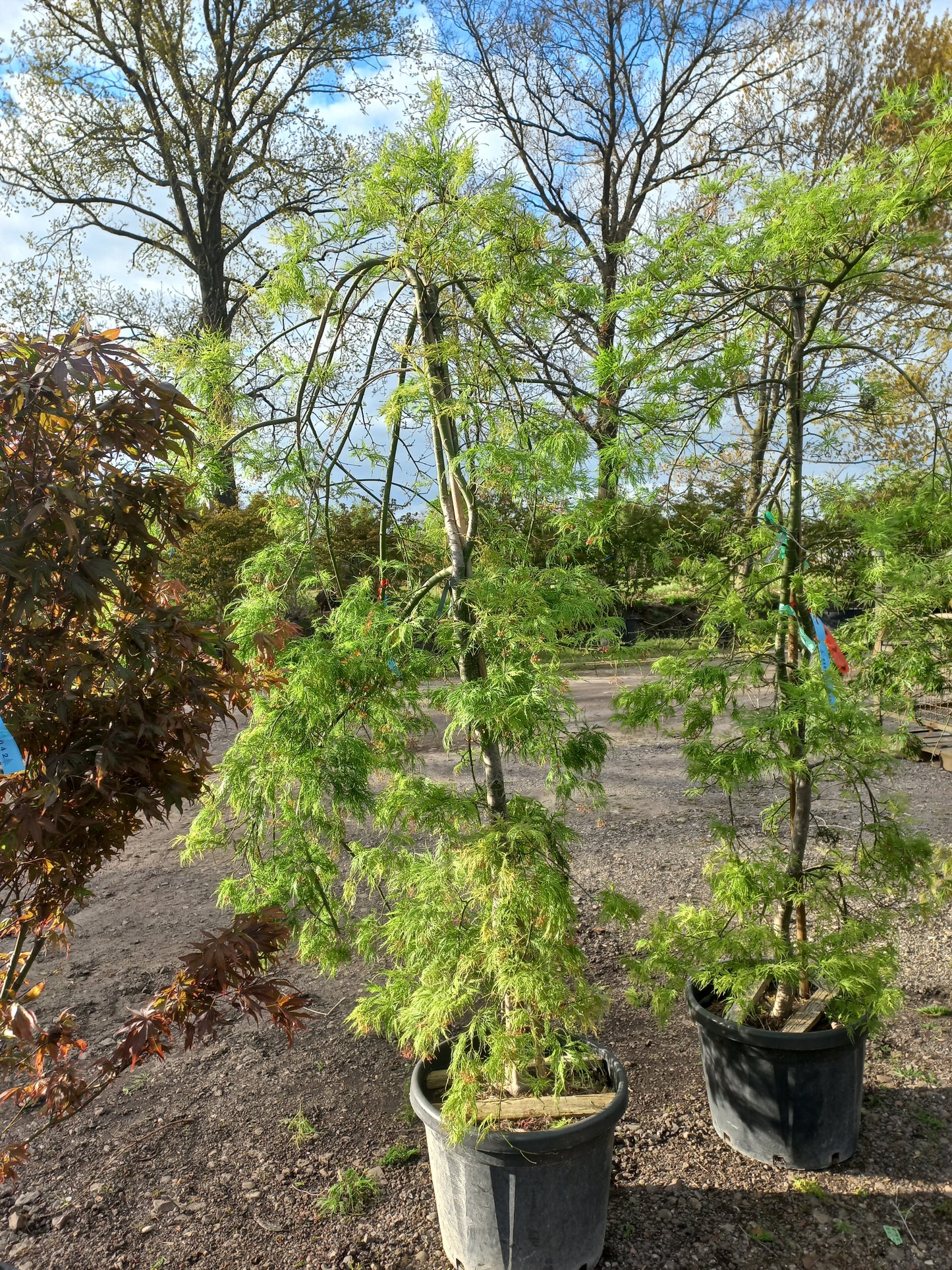 Acer palmatum "Dissectum" viridisjapanse esdoorn