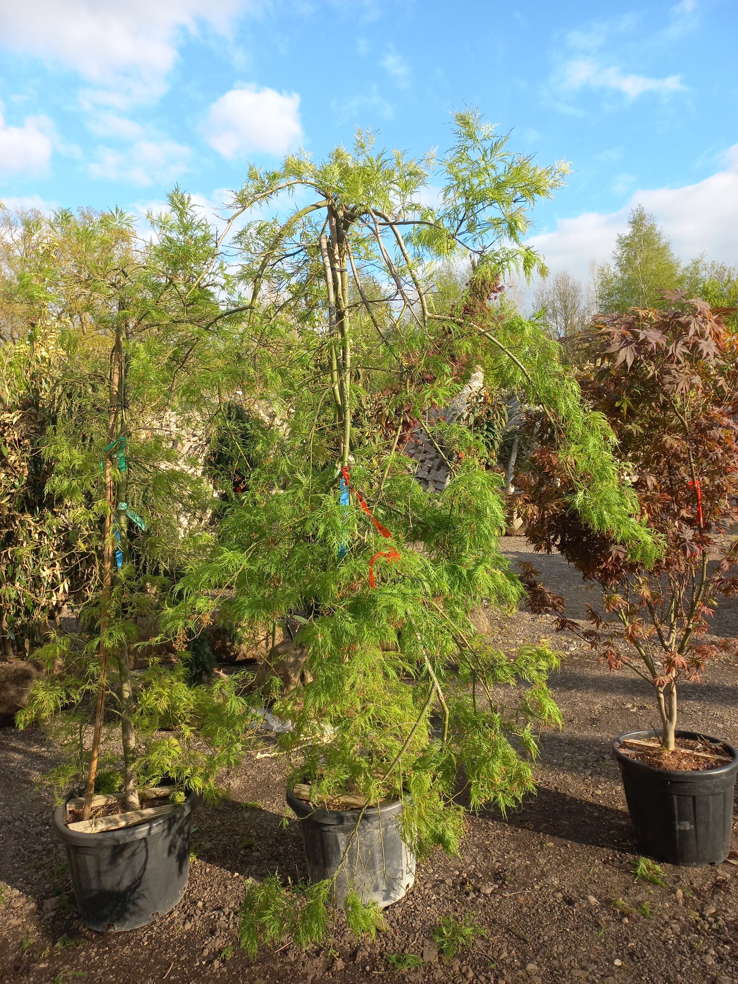 Acer palmatum "Dissectum" viridisjapanse esdoorn