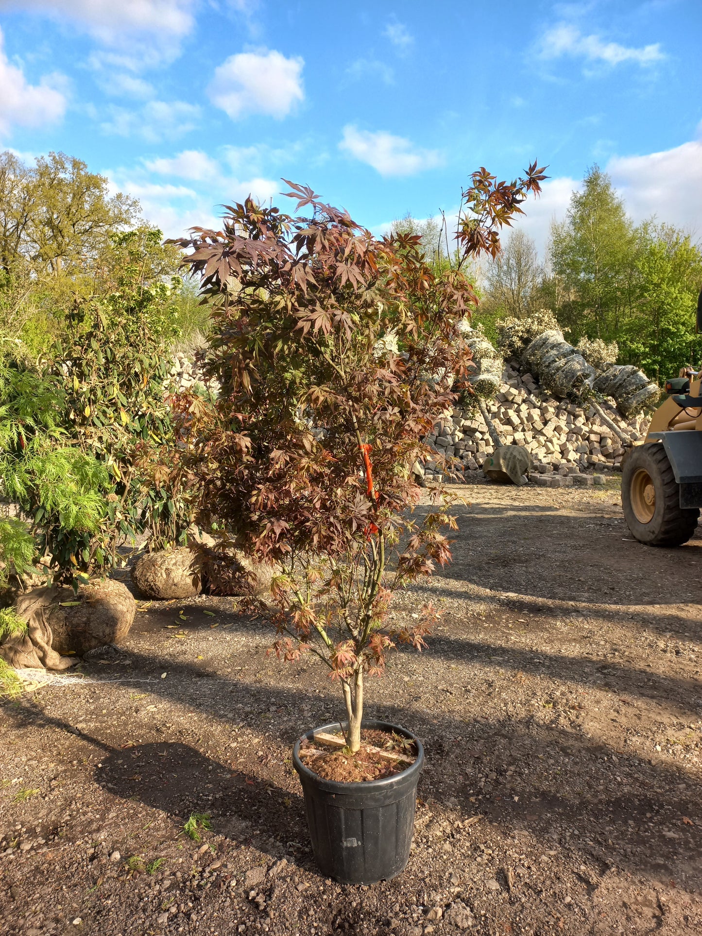 Acer palmatum atropurperea japanse esdoorn