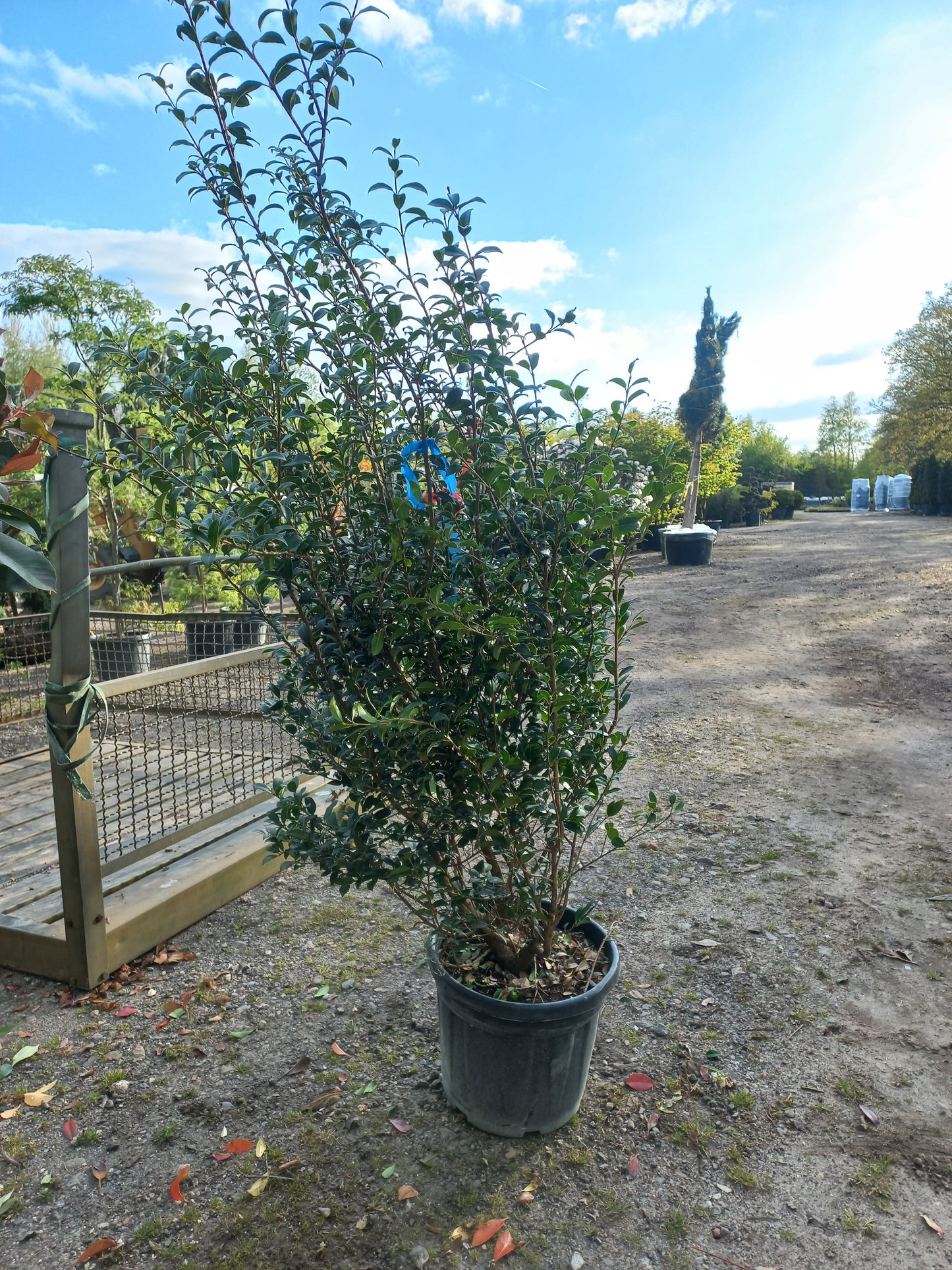 Osmanthus Burkwoodii schijnhulst