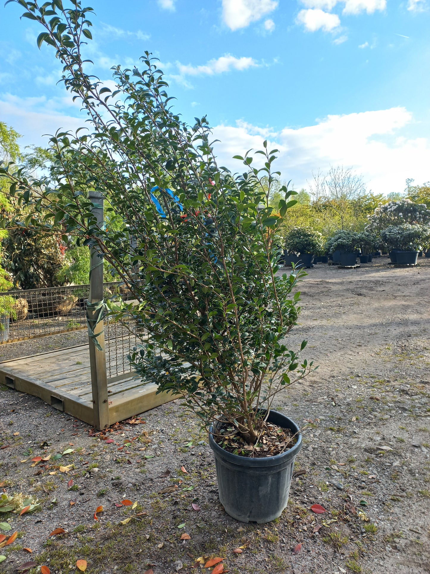 Osmanthus Burkwoodii schijnhulst