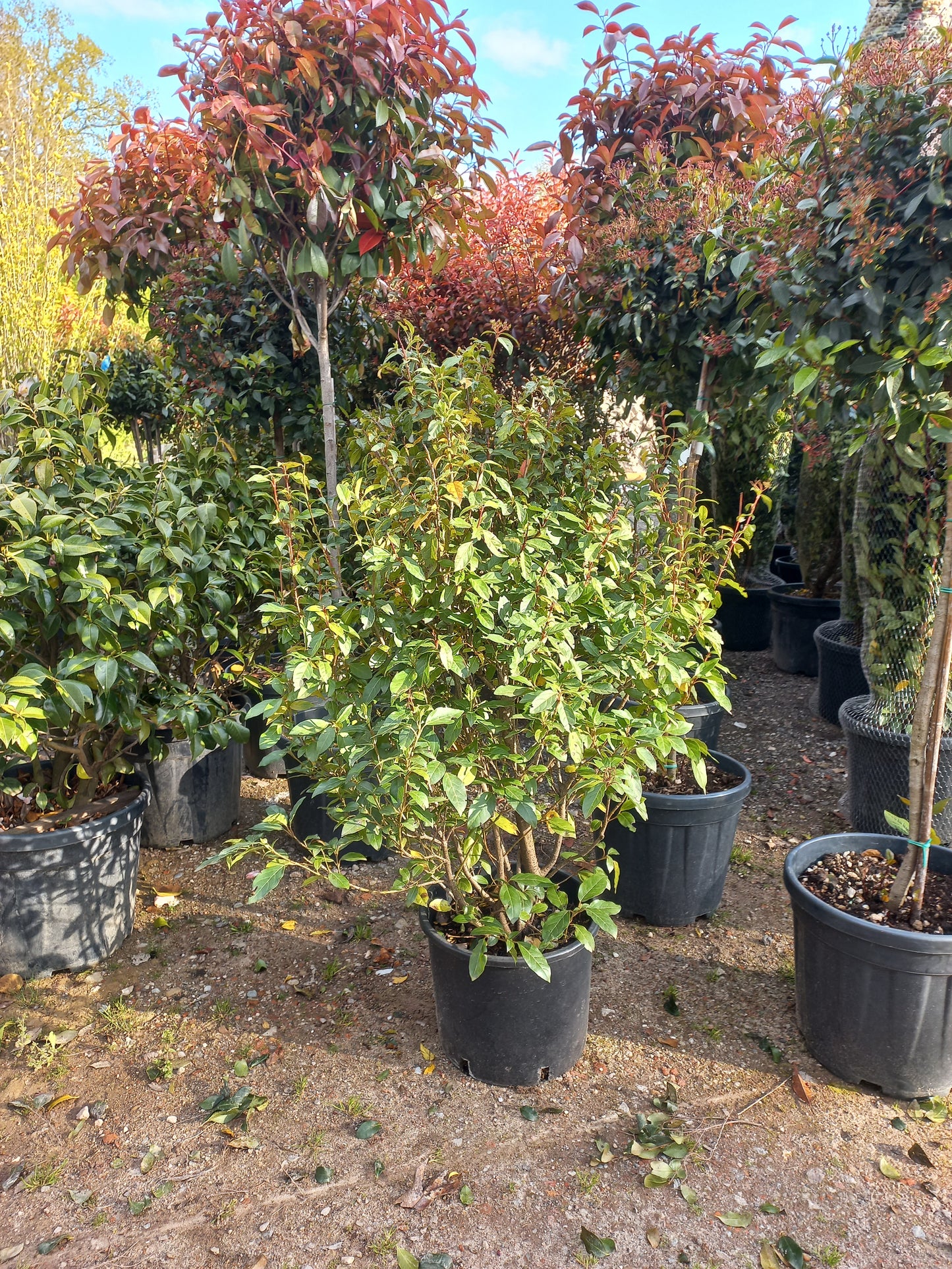 Viburnum tinus Eve price sneeuwbal