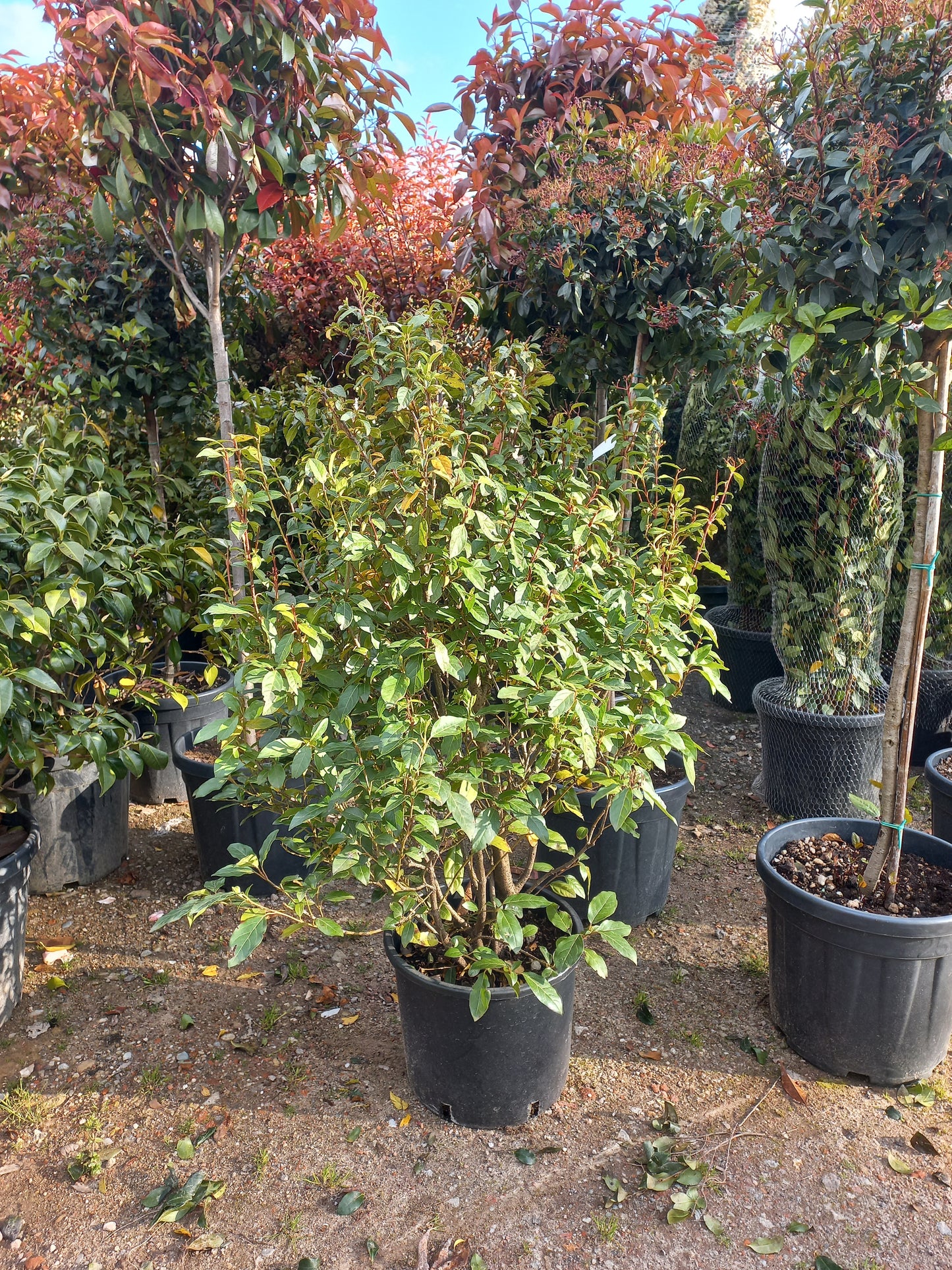 Viburnum tinus Eve price sneeuwbal
