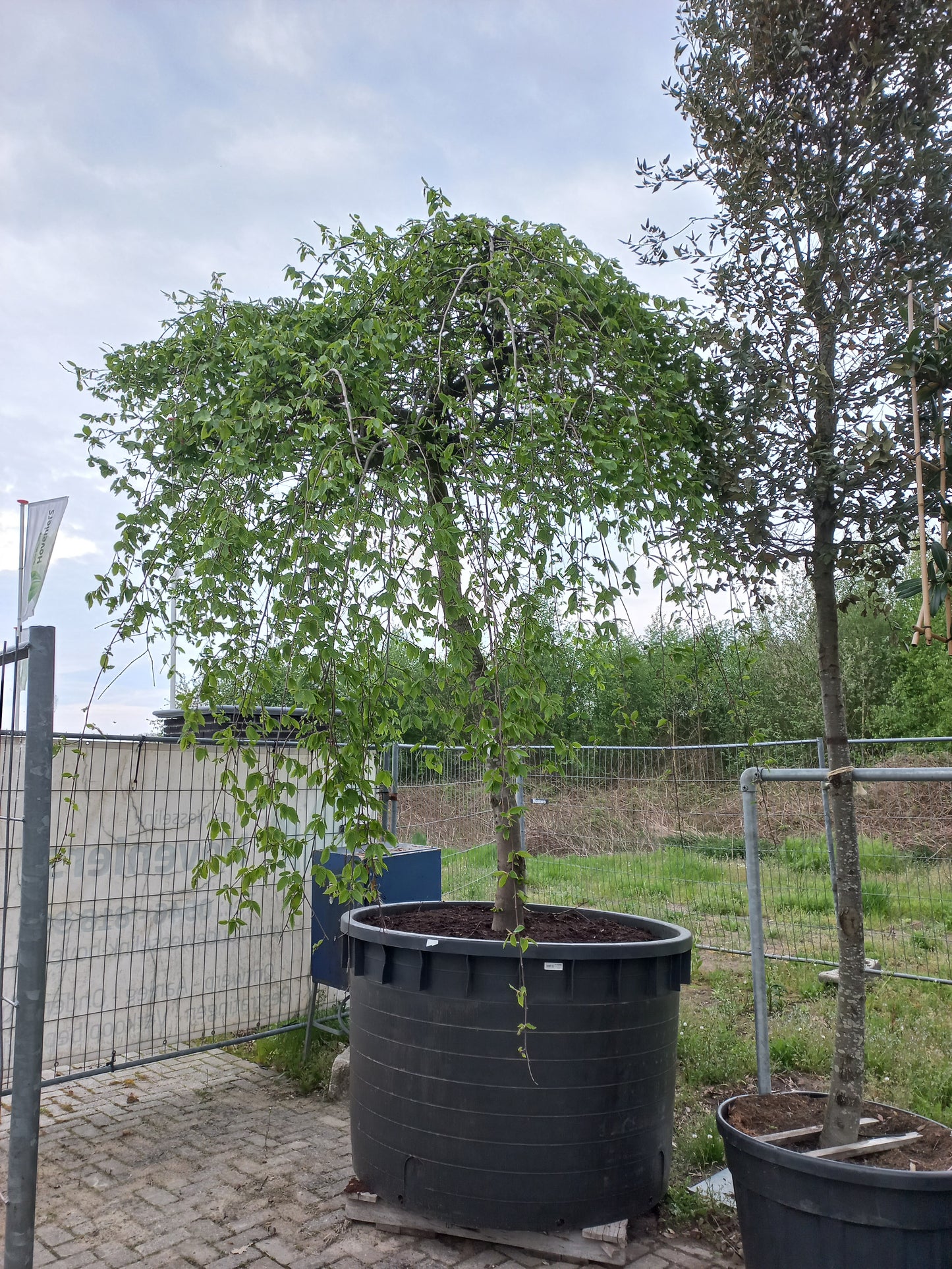 Carpinus Betulus Pendula beuk