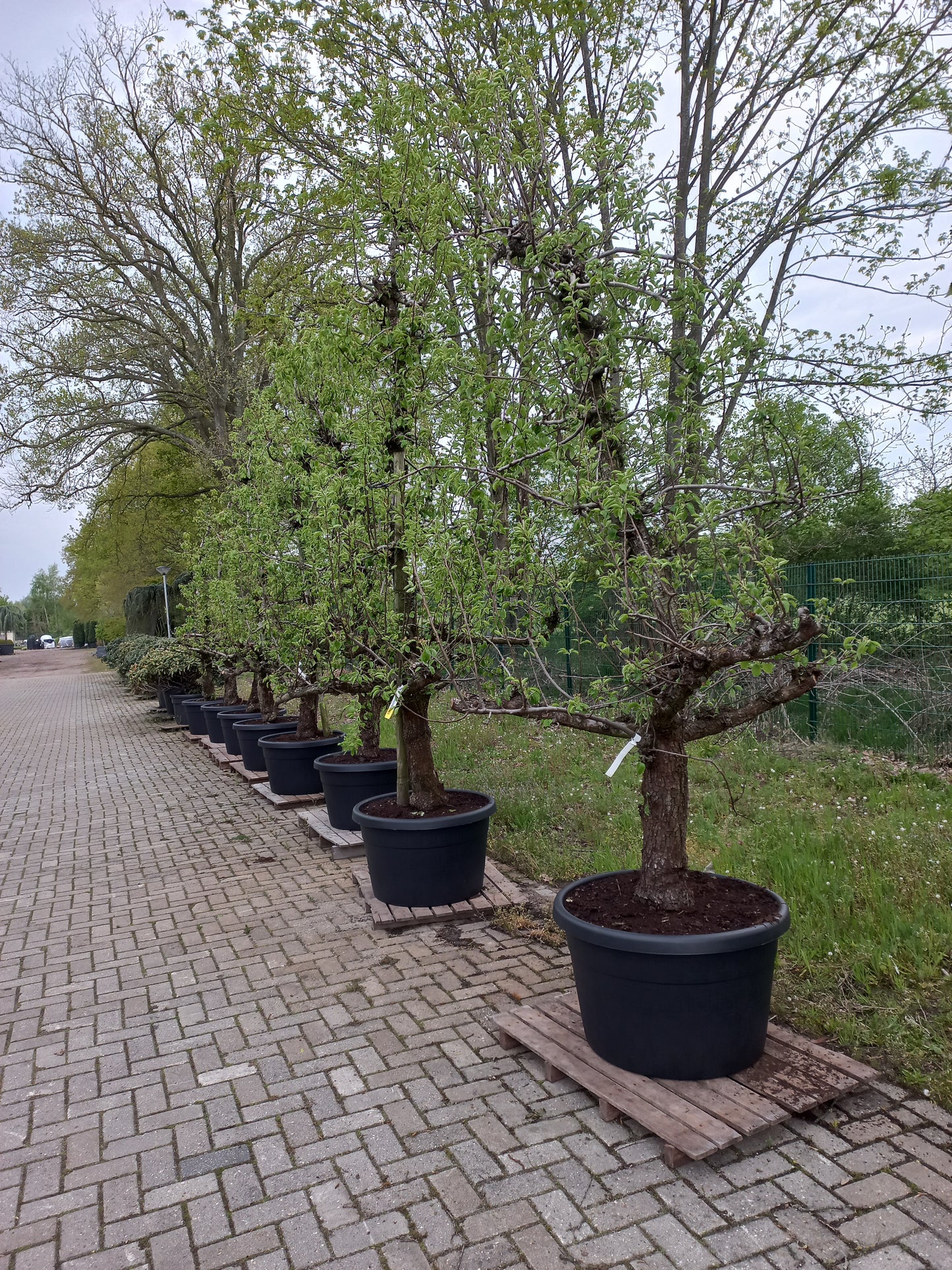 Oude peer fruitboom conference
